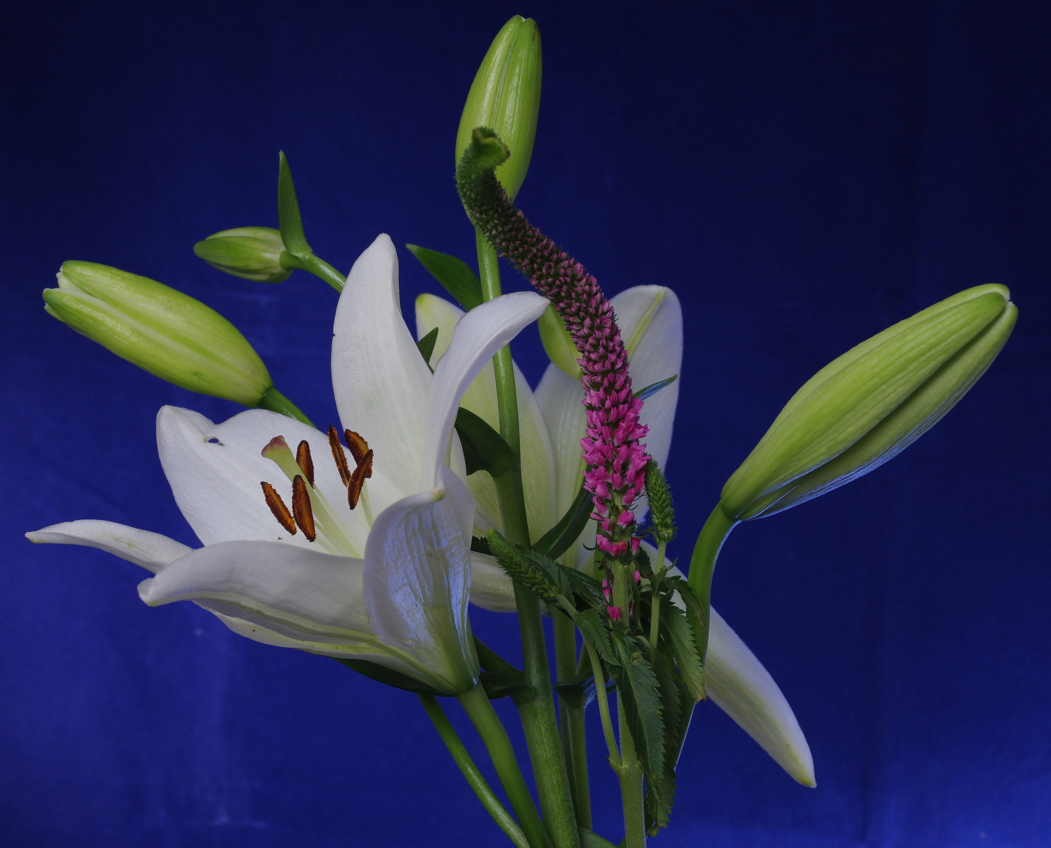 Pentax smc D-FA 50mm F2.8 Macro sample photo. Flowers photography
