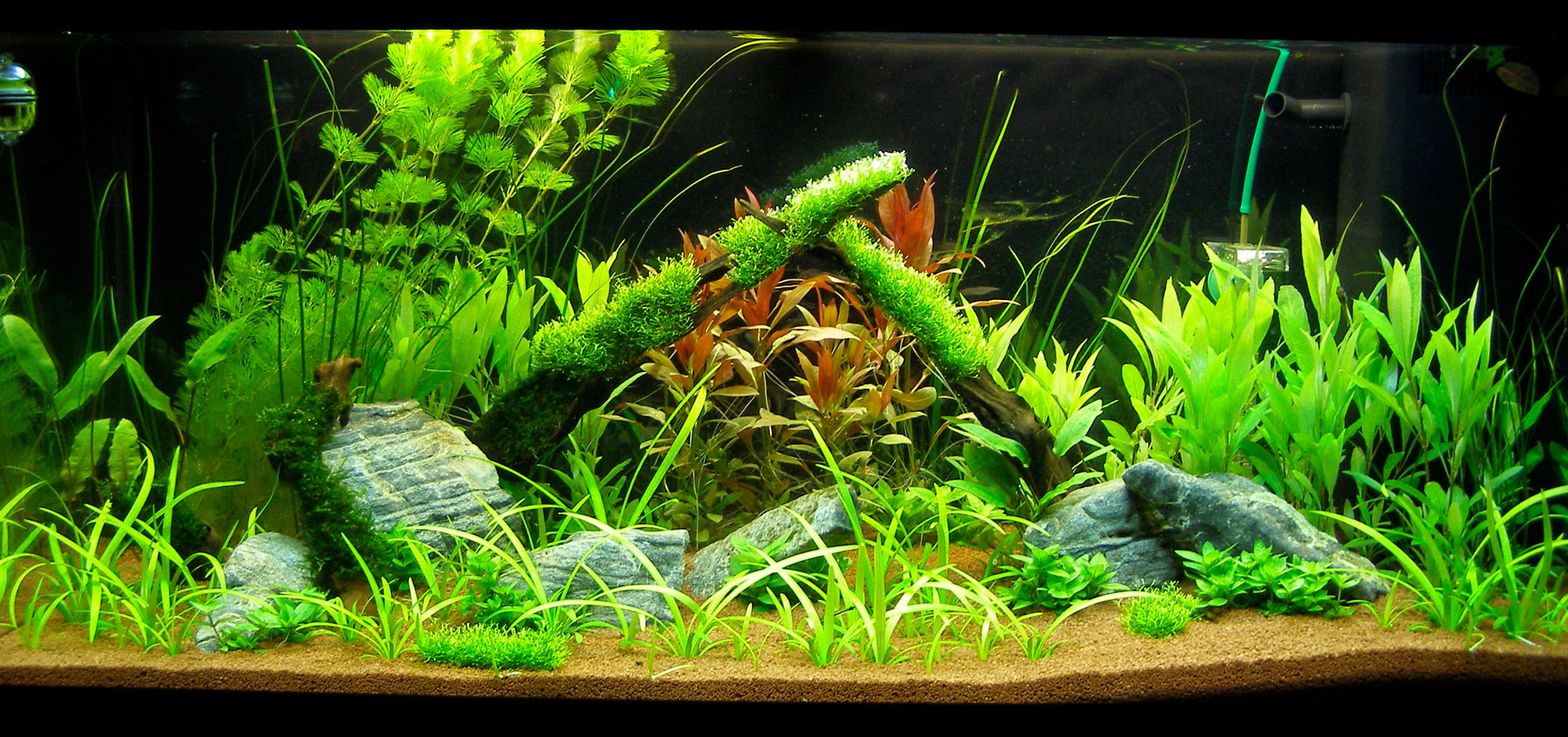 Olympus SP500UZ sample photo. Aquarium photography