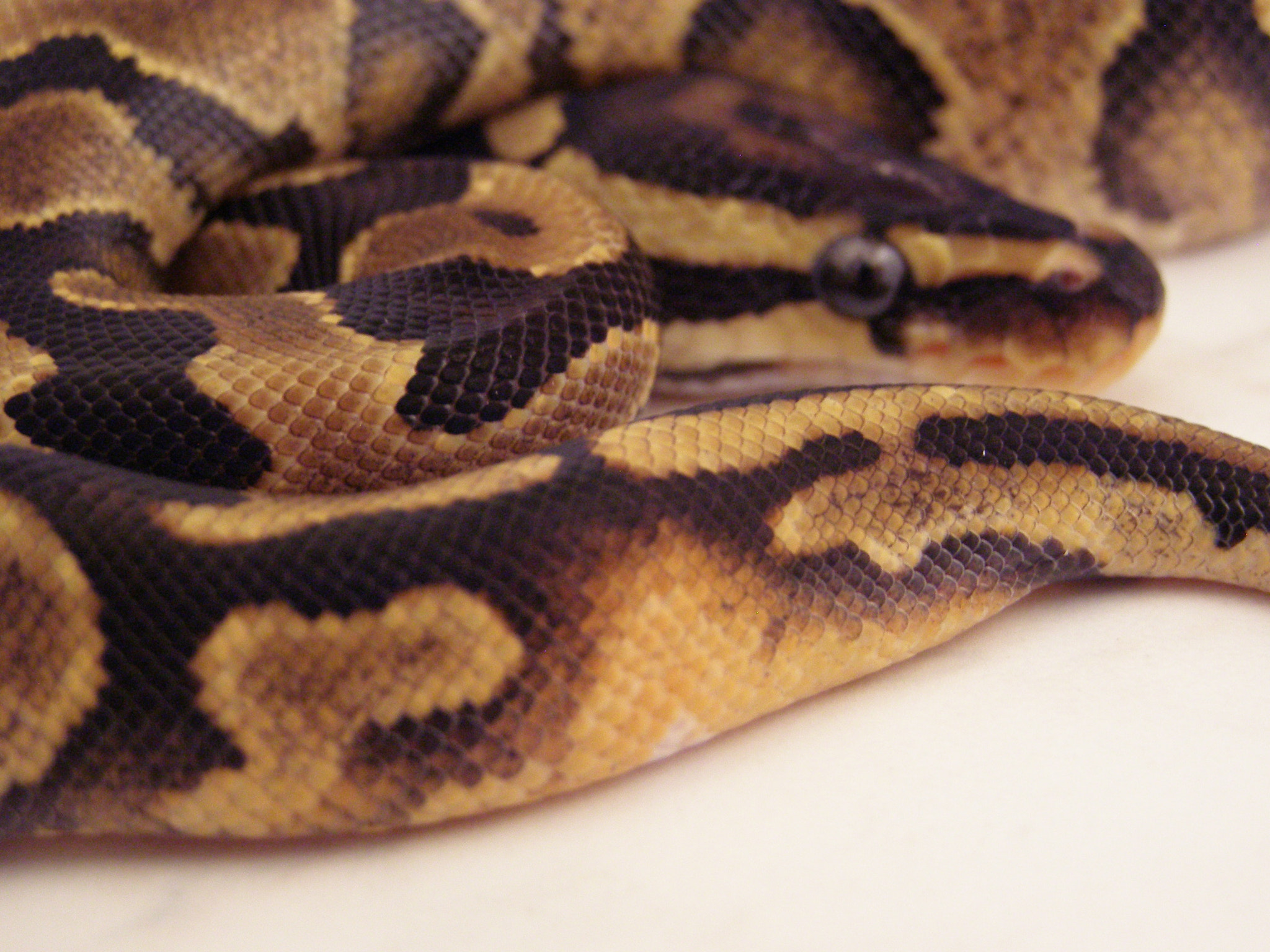 Olympus SP500UZ sample photo. Königspython (ball python) photography