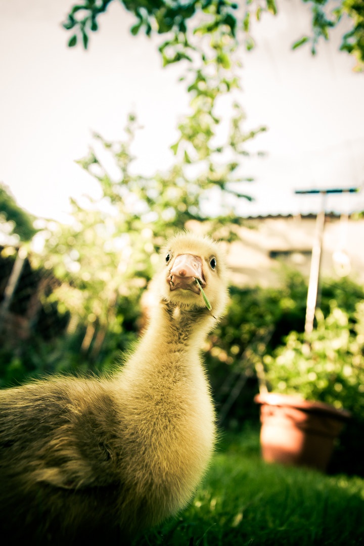 Sigma 17-70mm F2.8-4 DC Macro OS HSM sample photo. Duckling photography