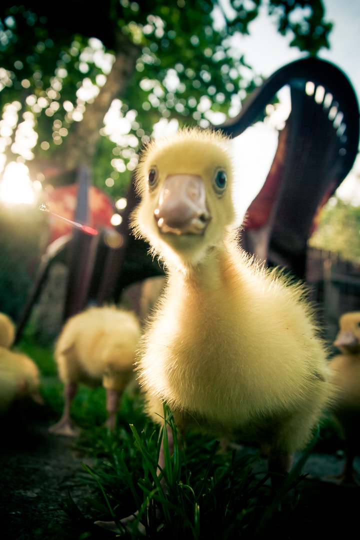 Sigma 17-70mm F2.8-4 DC Macro OS HSM sample photo. Duckling photography
