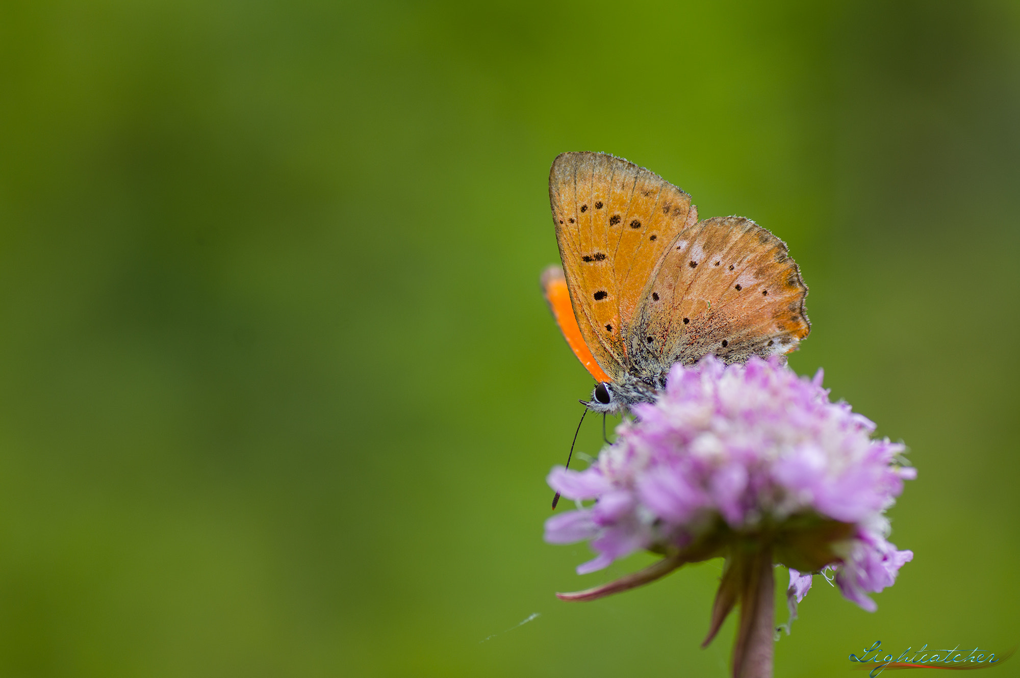 Tamron SP AF 90mm F2.8 Di Macro sample photo. Scarce copper (lycaena virgaureae) photography
