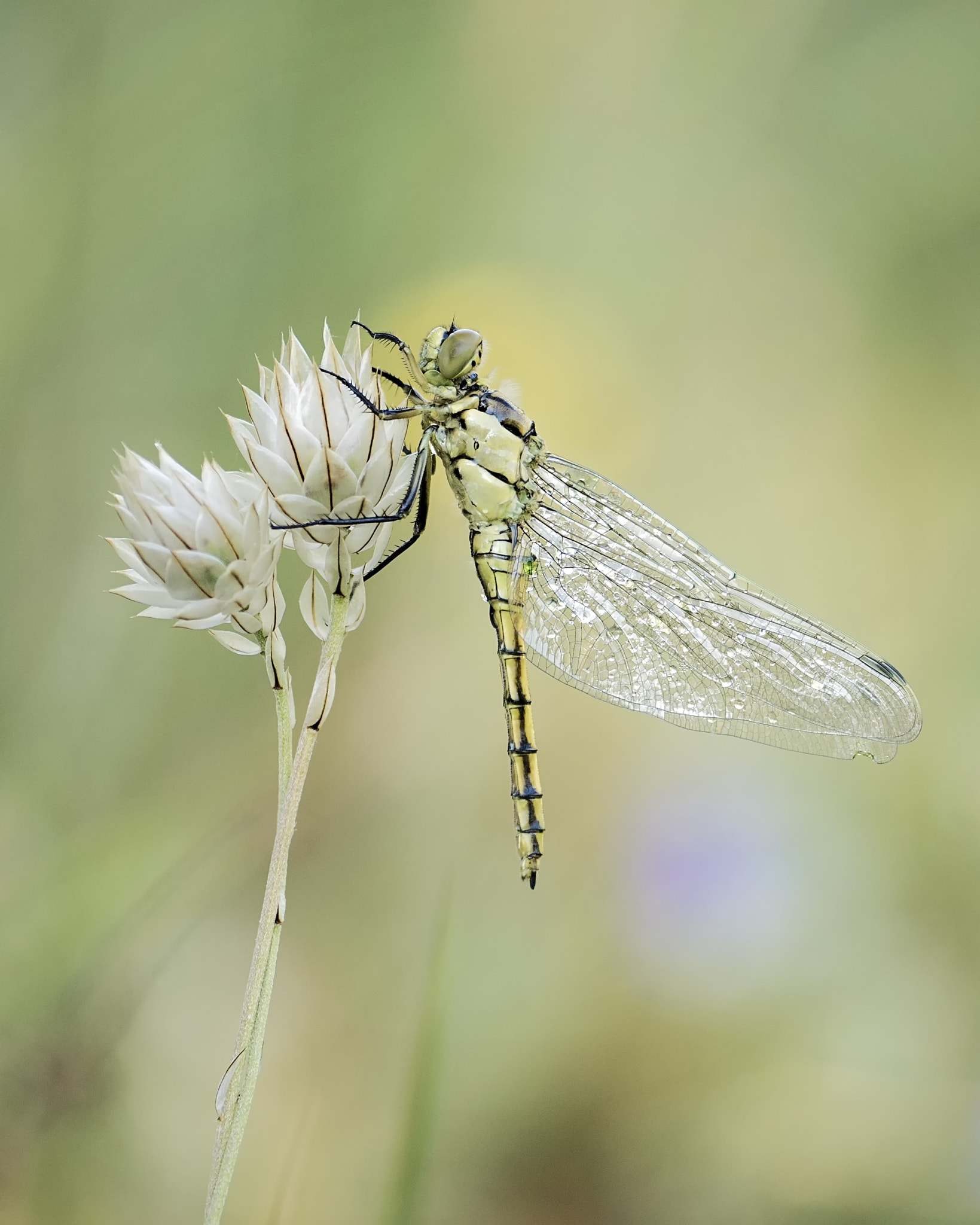 Sigma 180mm F3.5 EX DG Macro sample photo. Libélula photography