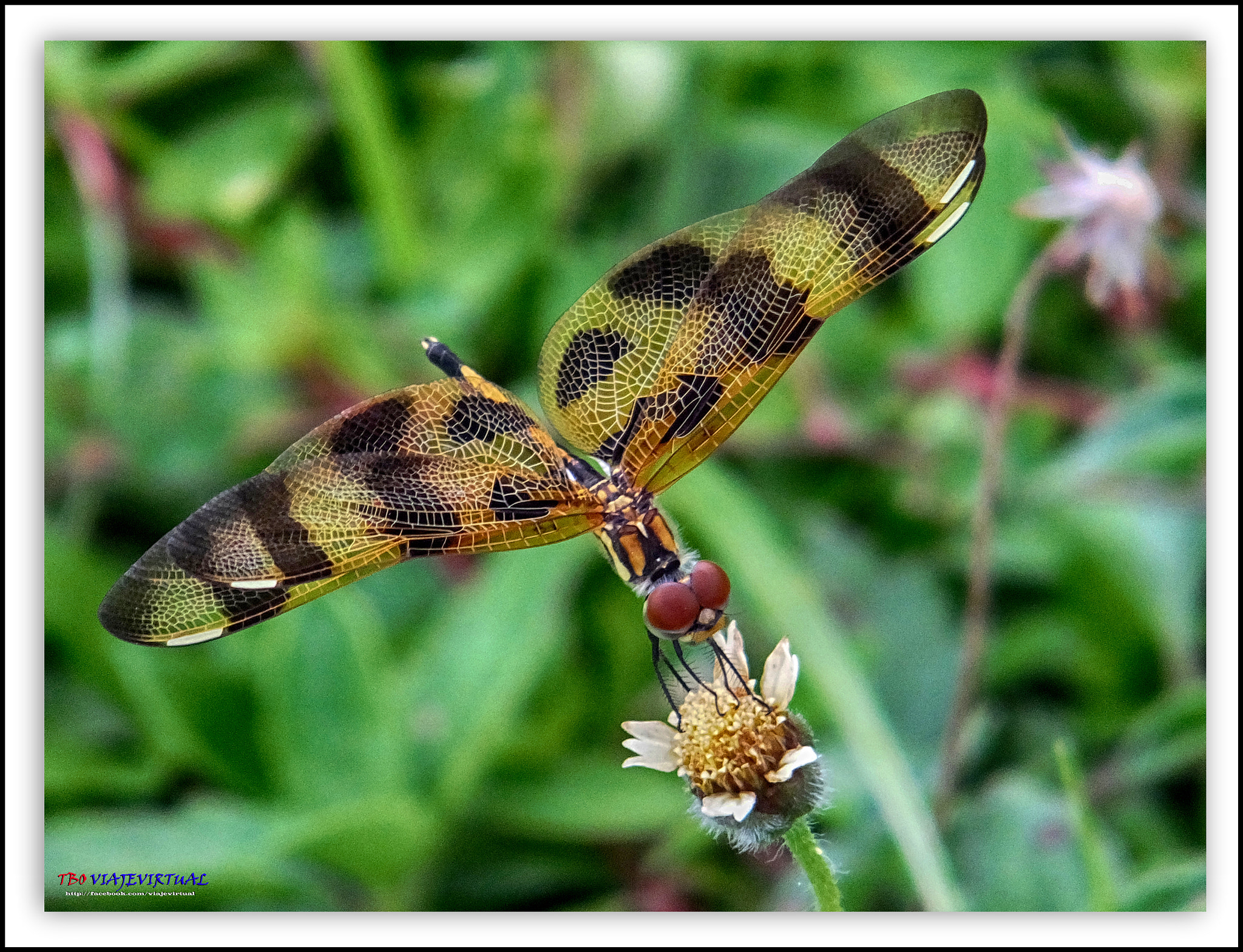 Fujifilm FinePix F850EXR sample photo. Dragon-fly photography