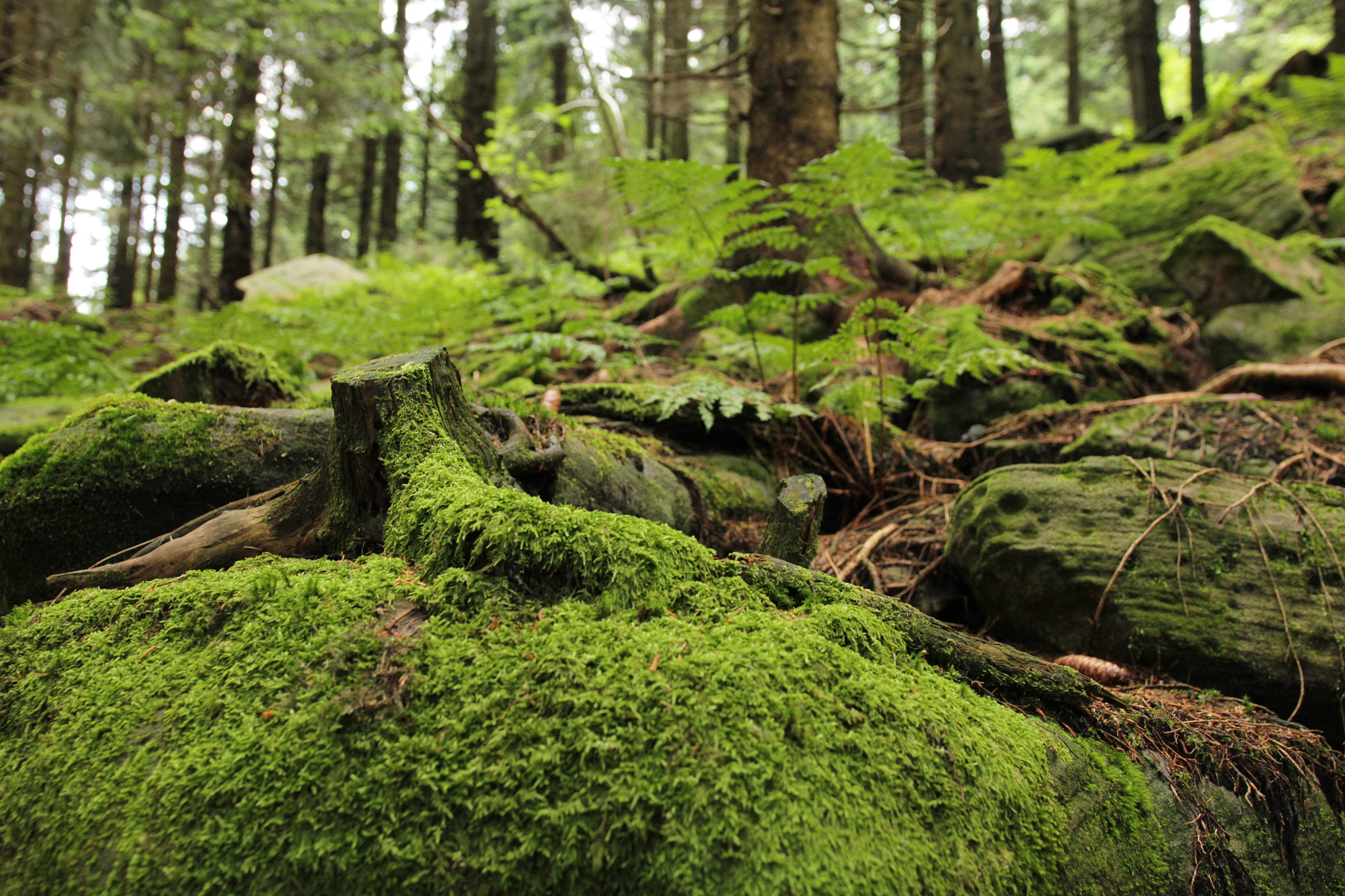 Sigma 18-35mm f/1.8 DC HSM sample photo. Disorder in black forest germany 01 photography