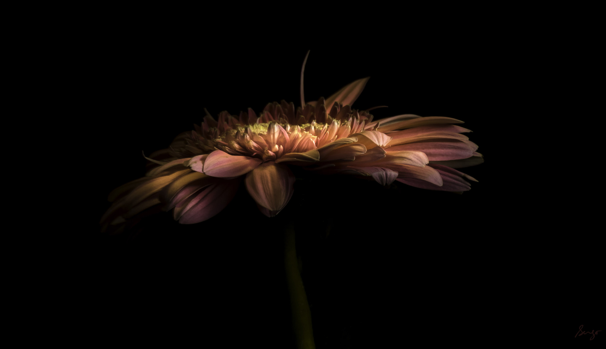 Canon EOS 750D (EOS Rebel T6i / EOS Kiss X8i) sample photo. Sunset in a flower photography