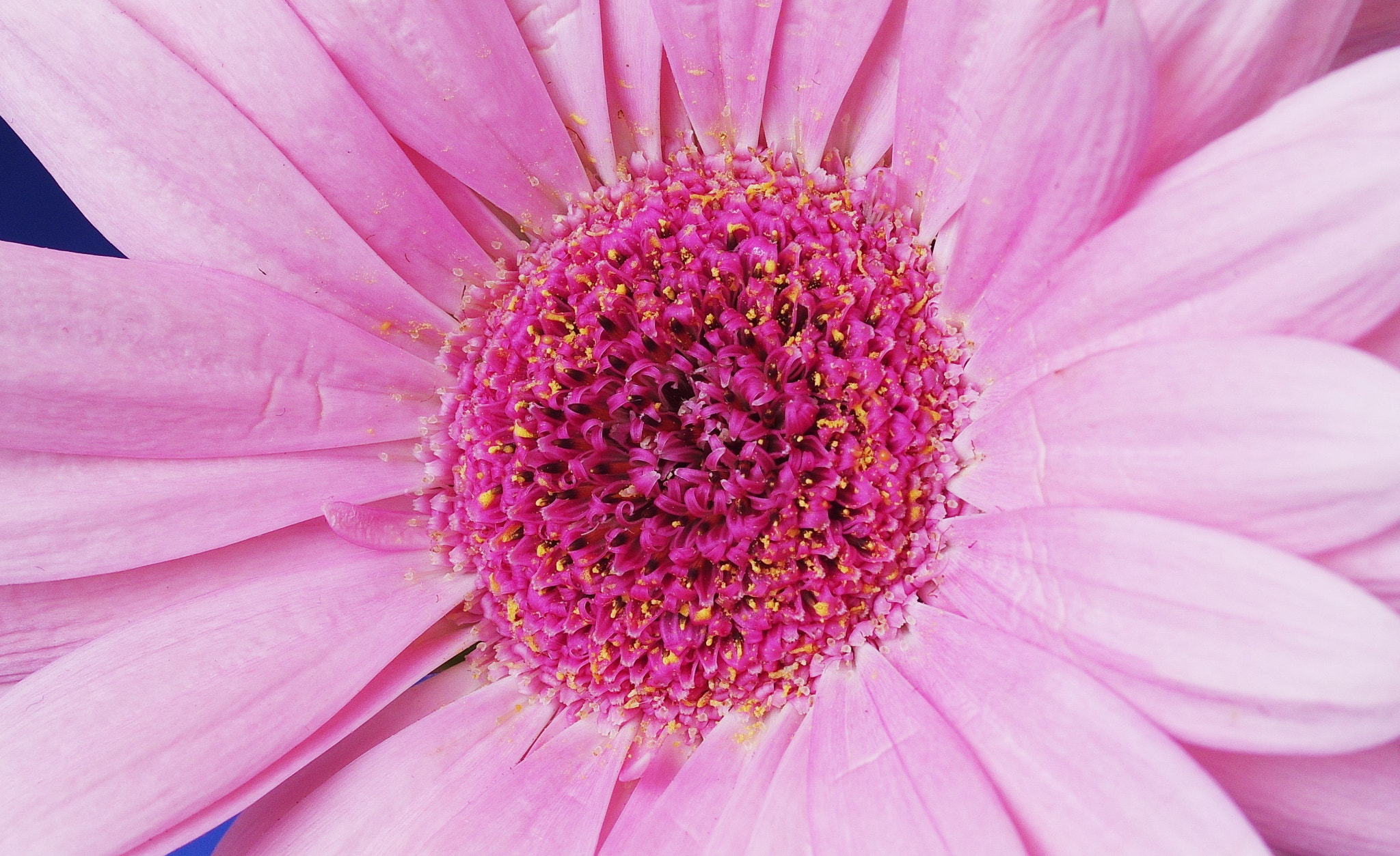 Pentax smc D-FA 50mm F2.8 Macro sample photo