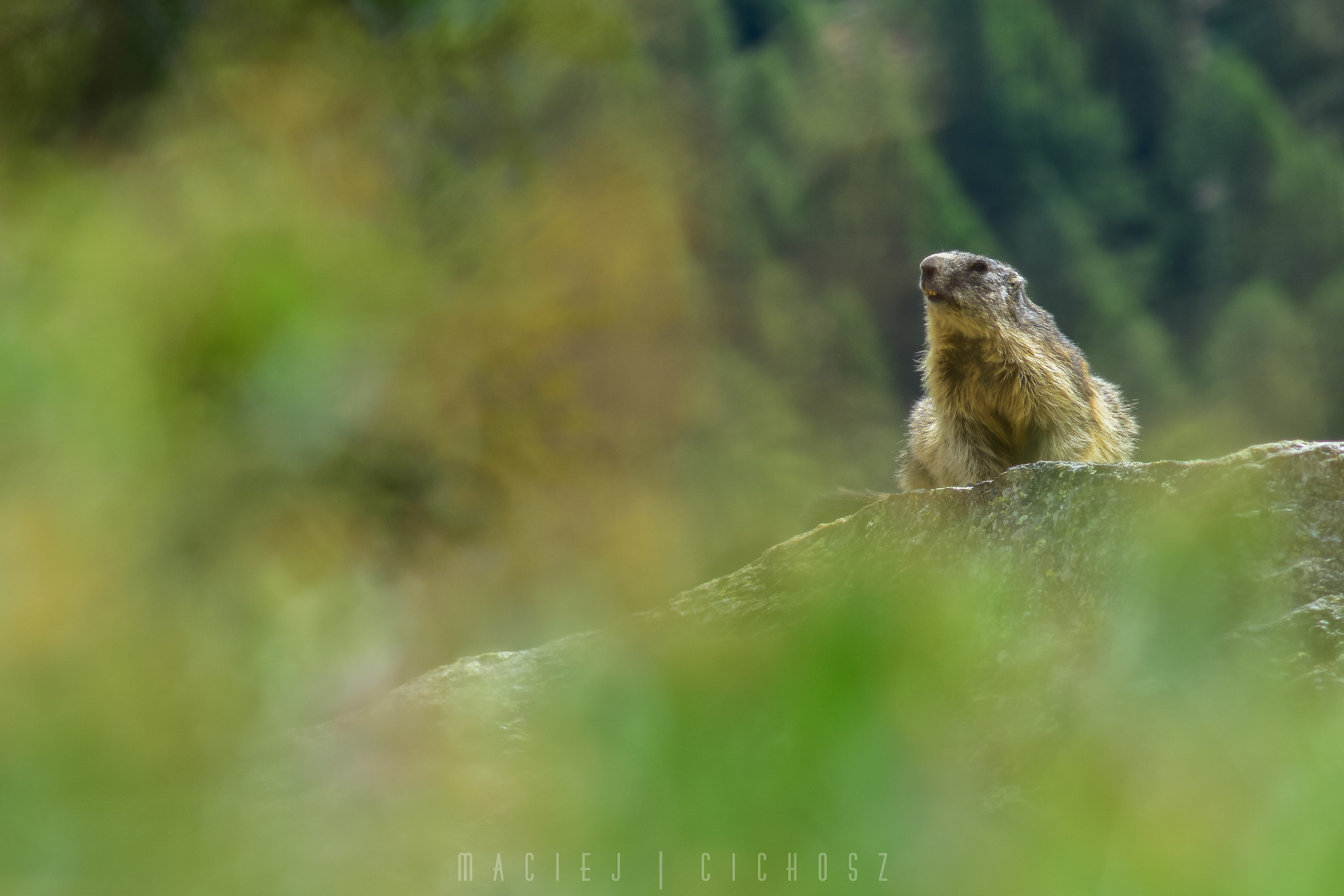 AF Zoom-Nikkor 75-300mm f/4.5-5.6 sample photo. The watcher photography