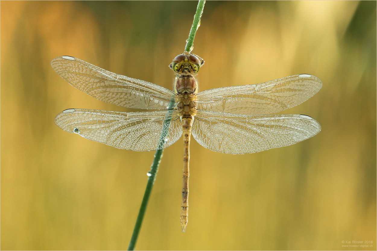 Sigma APO Macro 150mm f/2.8 EX DG HSM sample photo. Common darter photography
