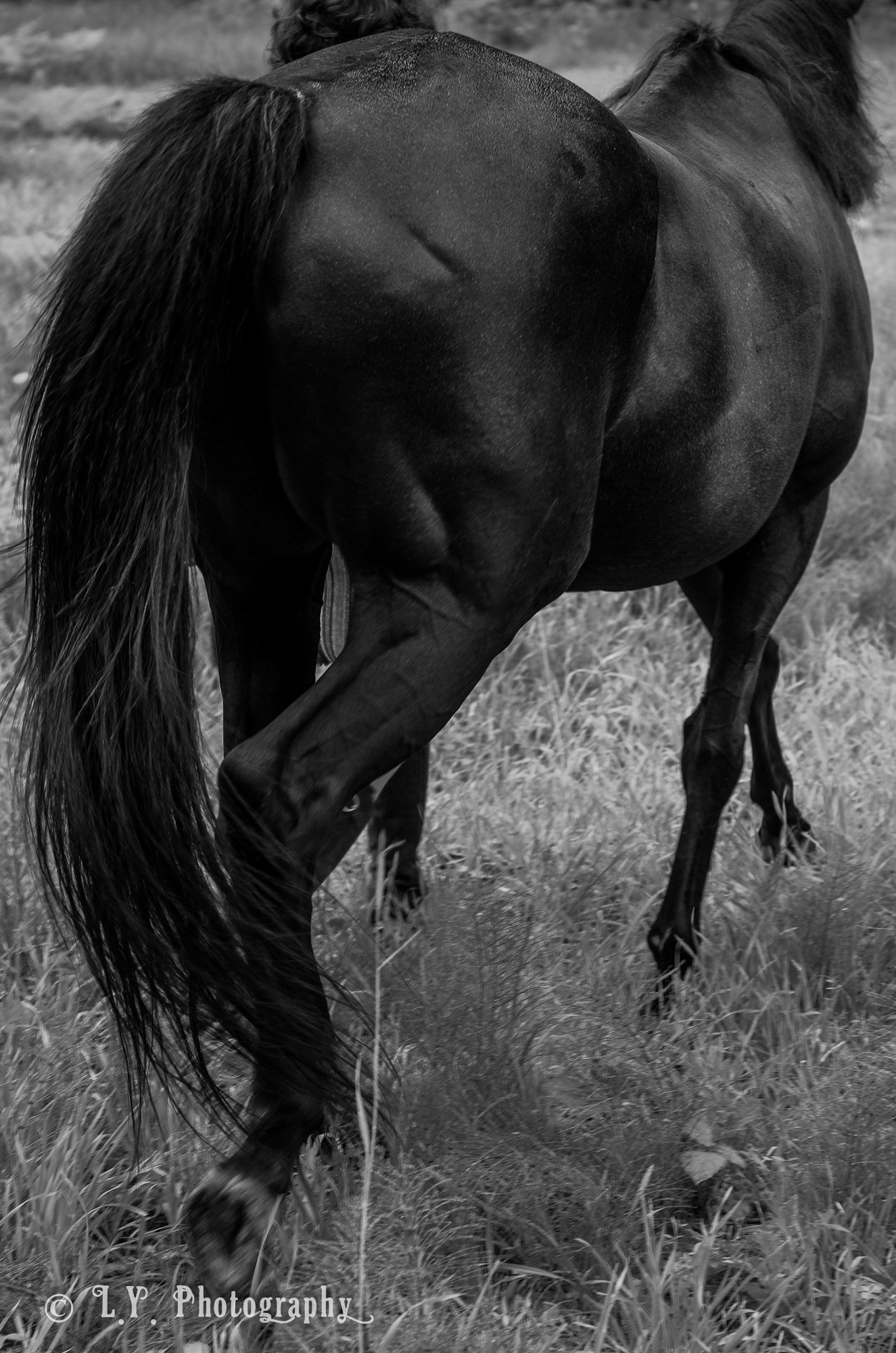 smc PENTAX-F MACRO 50mm F2.8 sample photo. Horse in motion - meet gaelic photography