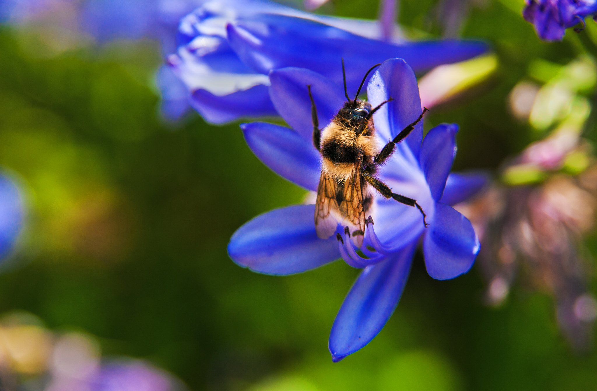 AF Zoom-Nikkor 28-105mm f/3.5-4.5D IF sample photo. Madeira photography