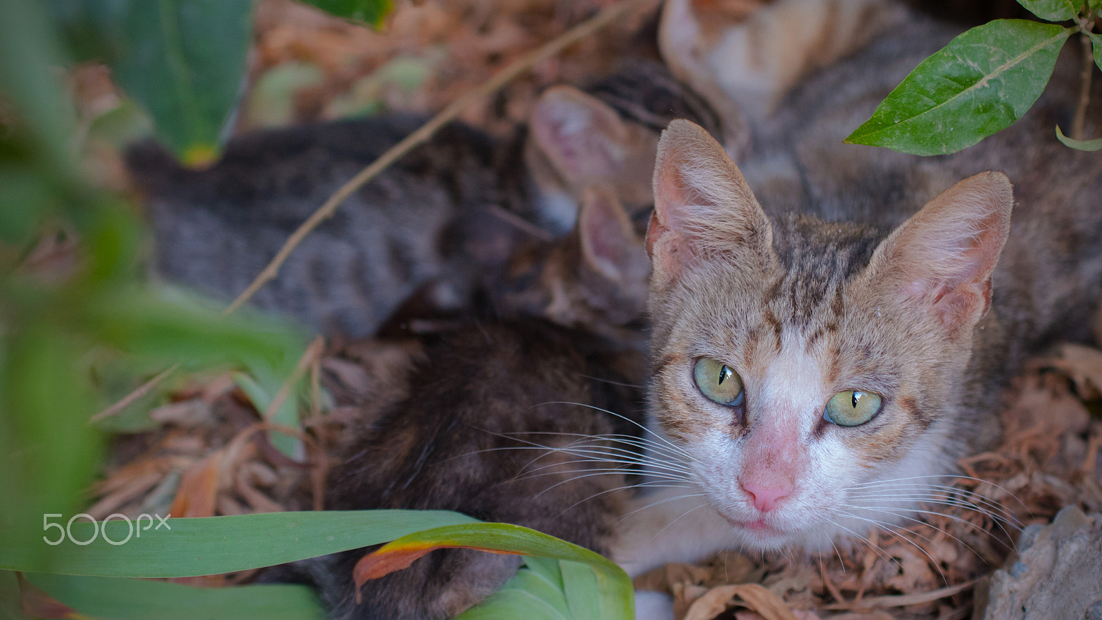 Nikon D5500 + Sigma 50mm F2.8 EX DG Macro sample photo. I'm a mother photography