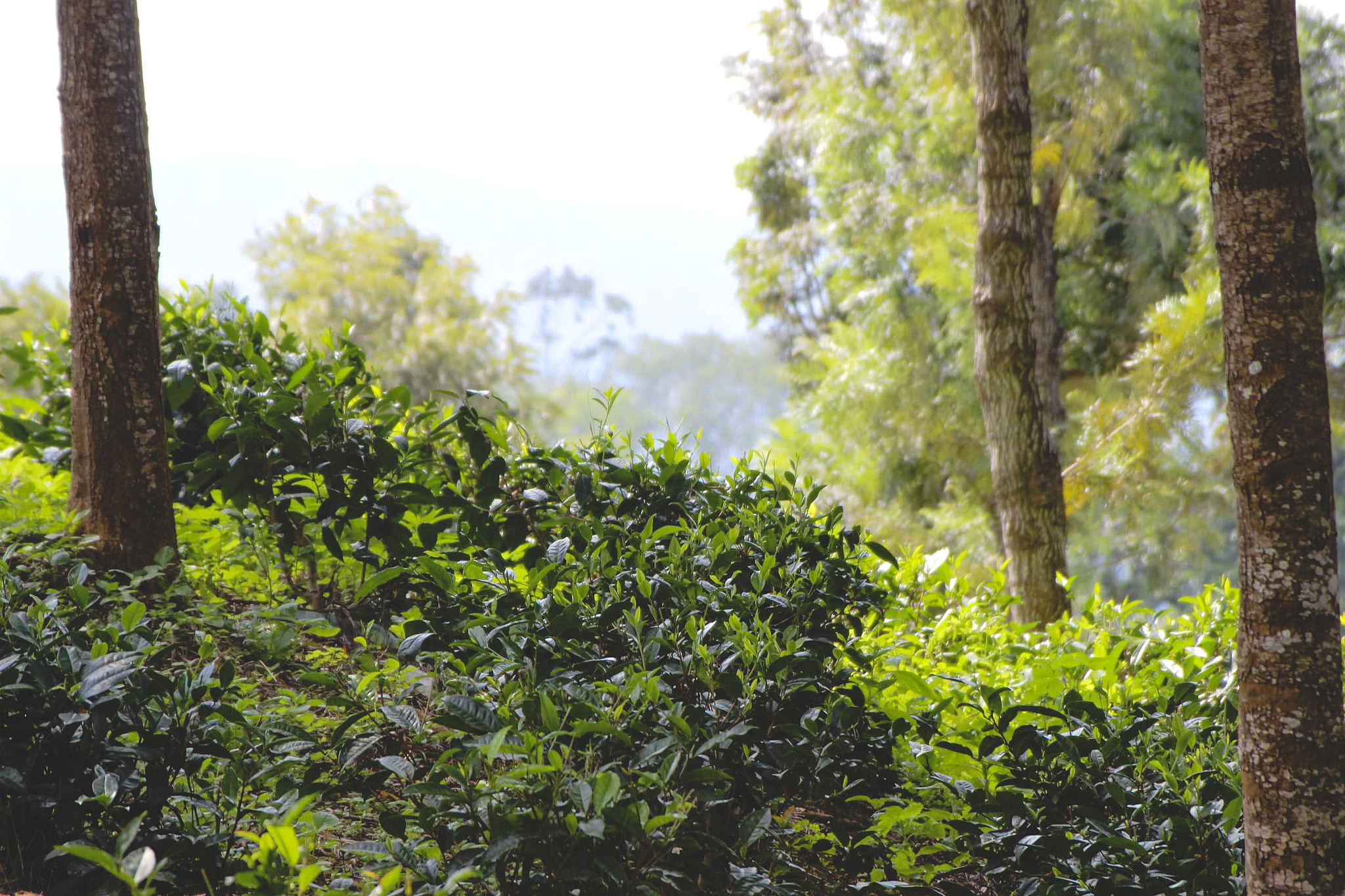 Canon EF 28-135mm F3.5-5.6 IS USM sample photo. Early morning at the tea plantation photography