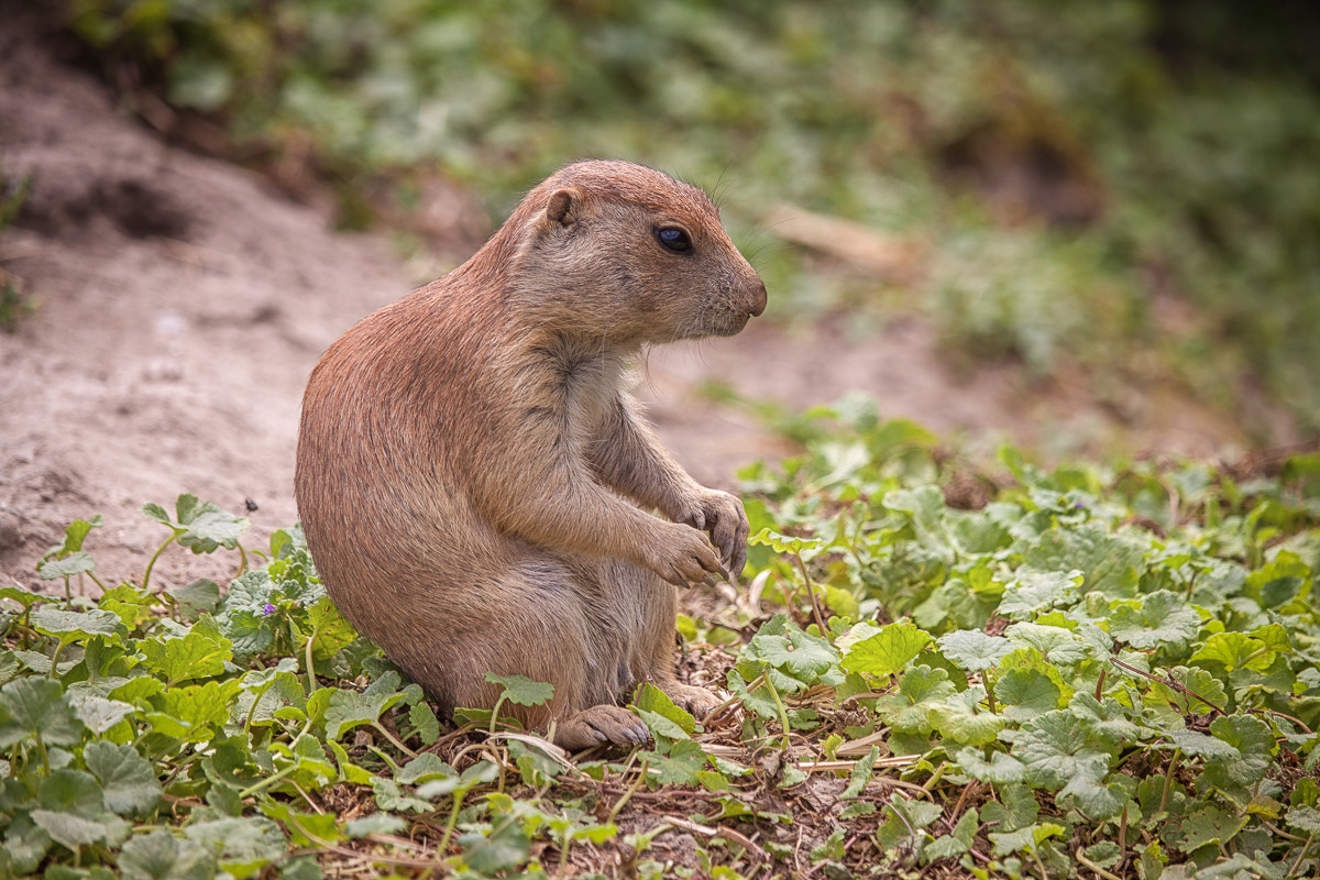 Canon EF-S 55-250mm F4-5.6 IS STM sample photo. The philosopher photography