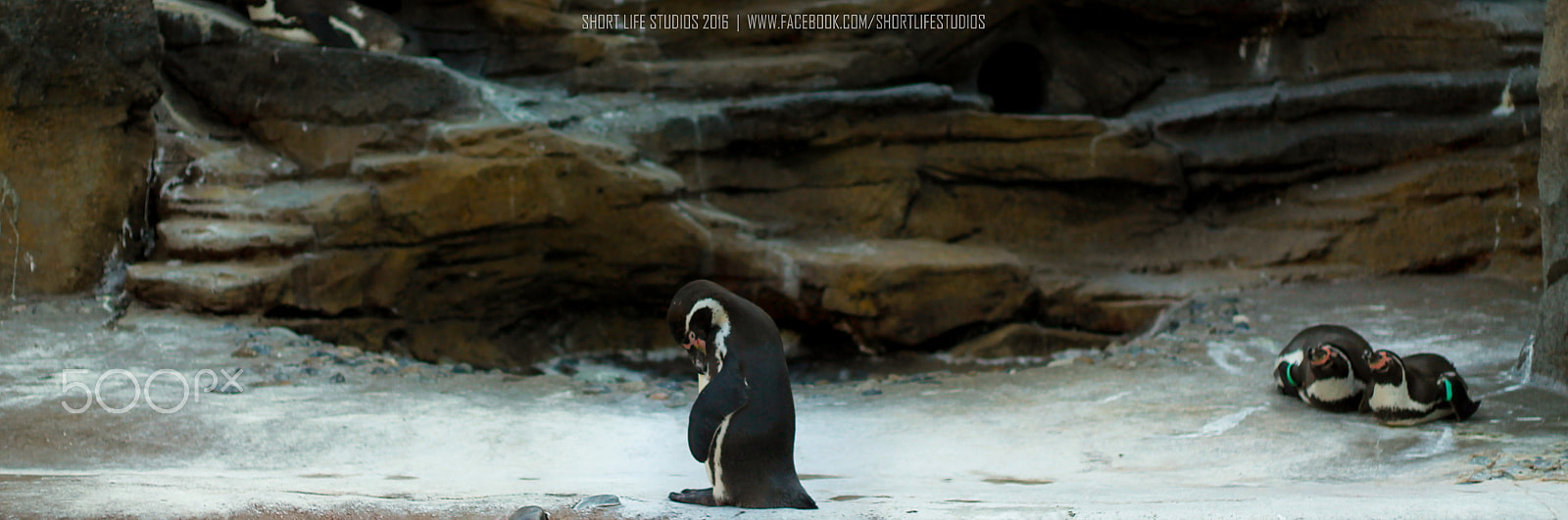 Canon EOS 1100D (EOS Rebel T3 / EOS Kiss X50) + Canon EF 50mm F1.8 II sample photo. Penguins of madagascar photography