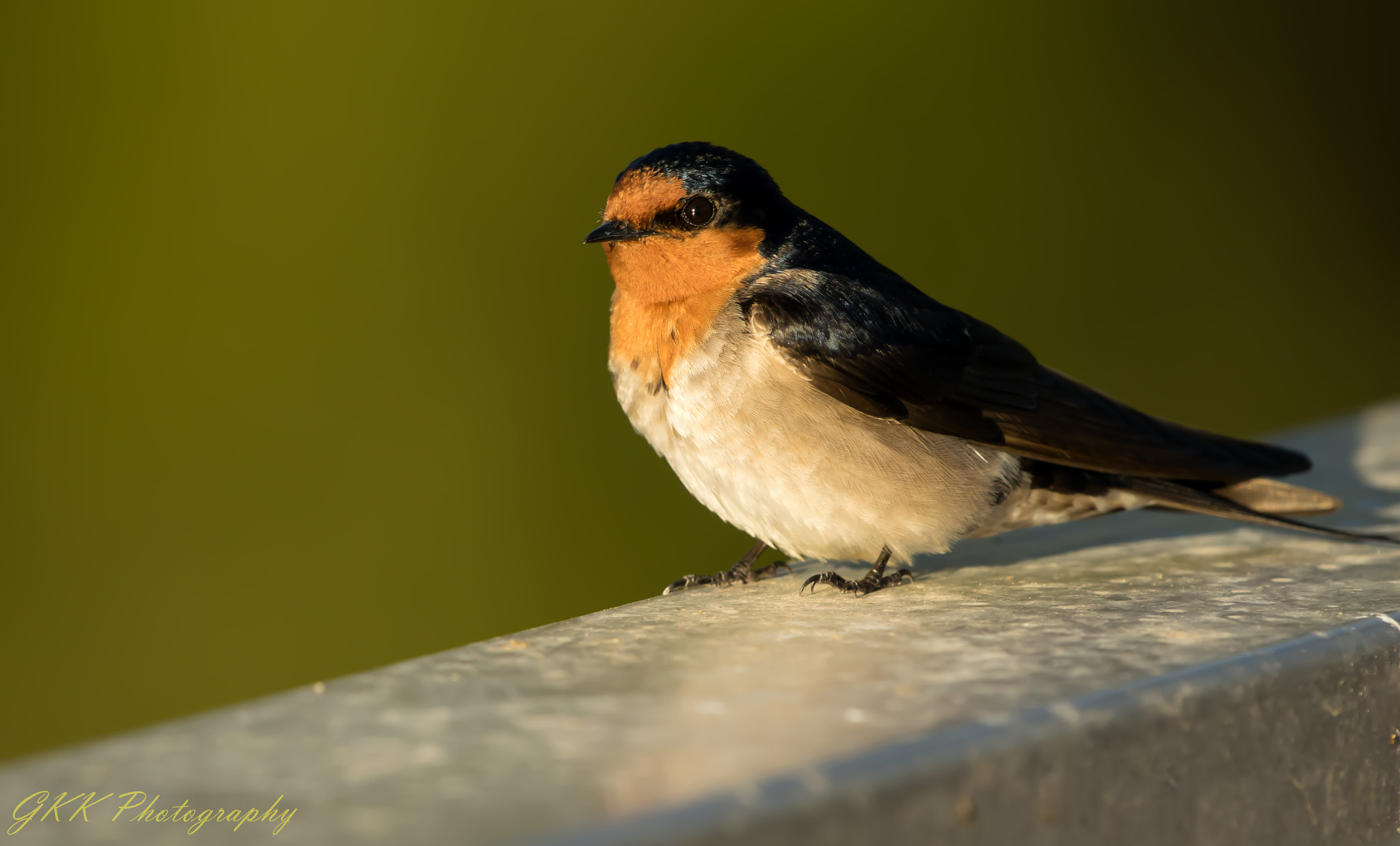 Nikon AF-S Nikkor 200-500mm F5.6E ED VR sample photo. Common swallow photography