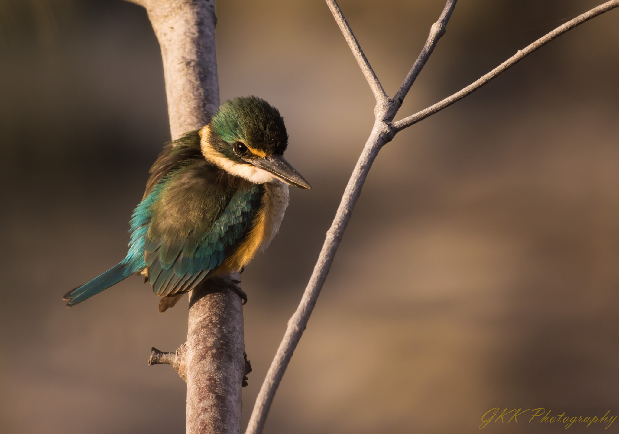 Nikon AF-S Nikkor 200-500mm F5.6E ED VR sample photo. Sacred kingfisher photography