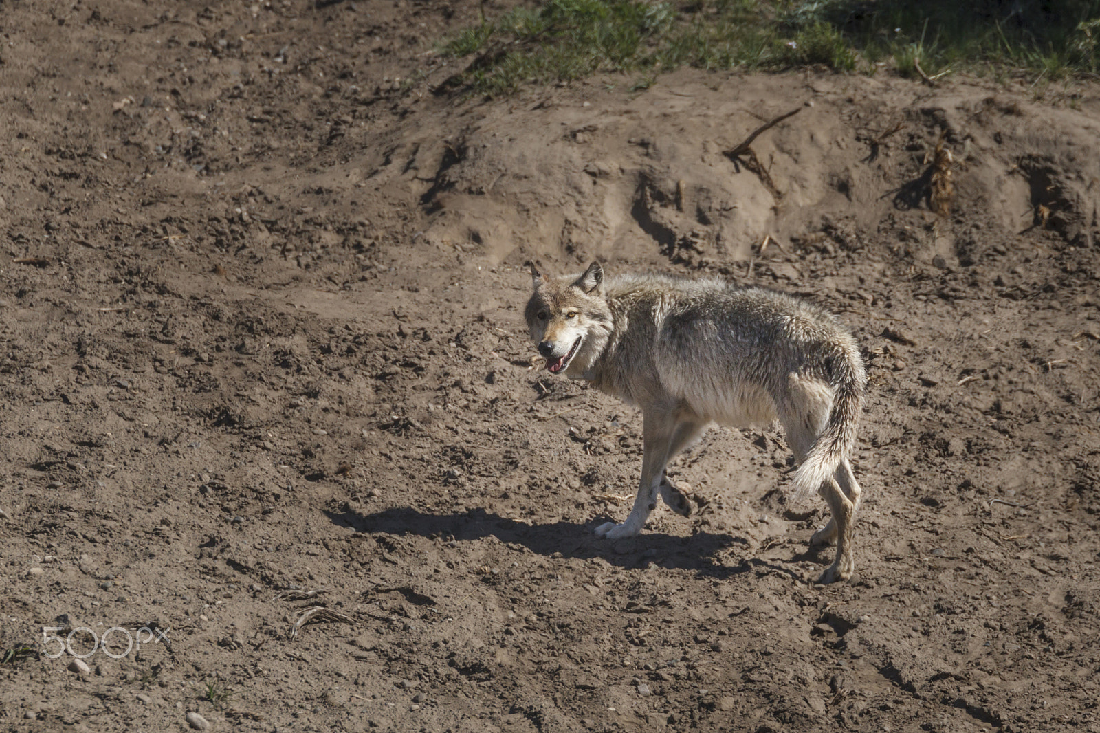 Canon EOS-1D Mark IV sample photo. 911m alpha male- junction butte pack photography