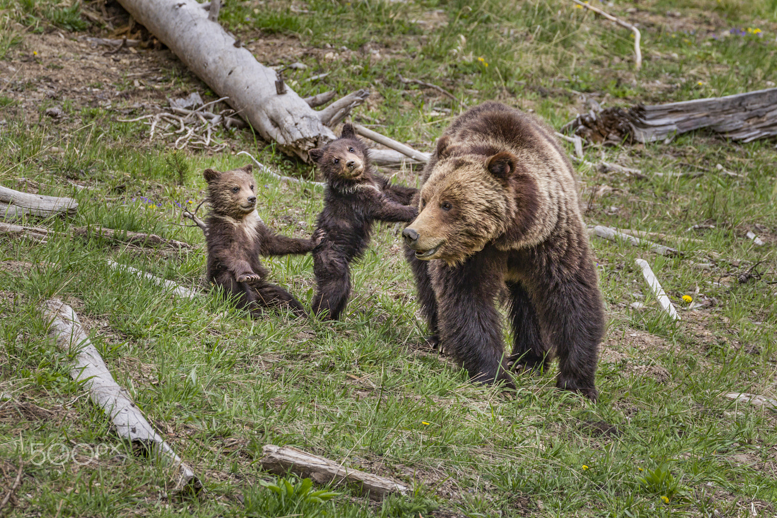 Canon EOS-1D Mark IV + Canon EF 100-400mm F4.5-5.6L IS II USM sample photo. Grizzly sow with her two cubs photography