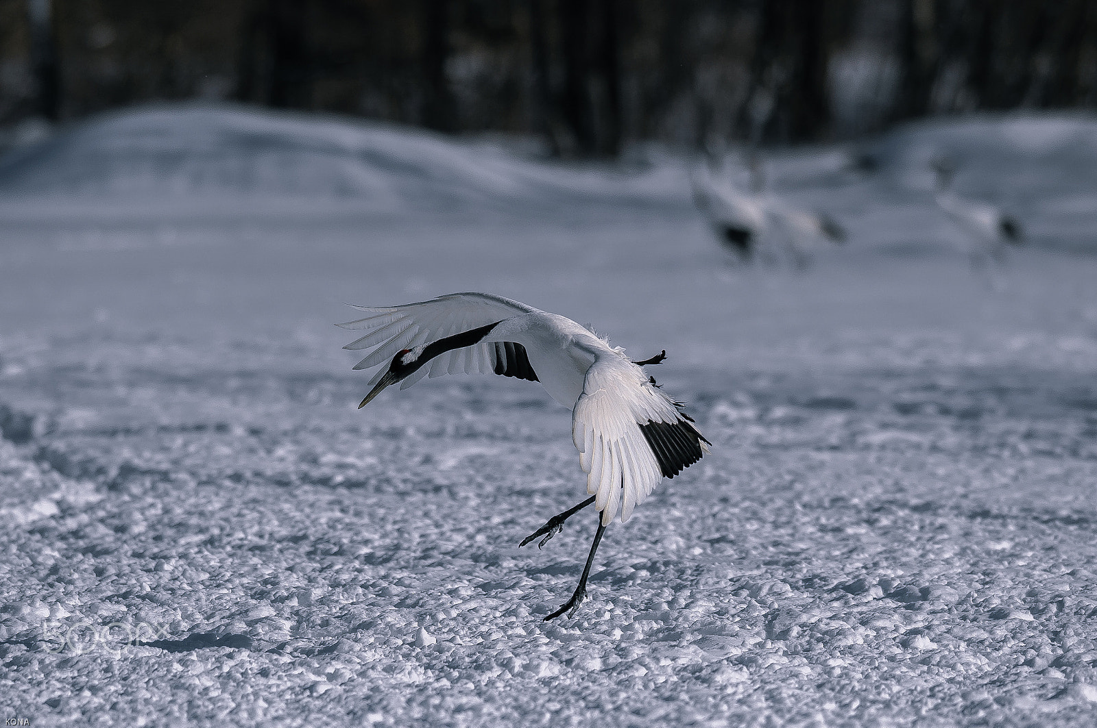 Nikon AF-S Nikkor 400mm F2.8G ED VR II sample photo. Tantyou photography