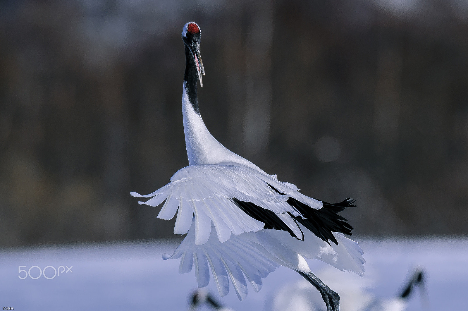 Nikon AF-S Nikkor 400mm F2.8G ED VR II sample photo. Tantyou photography