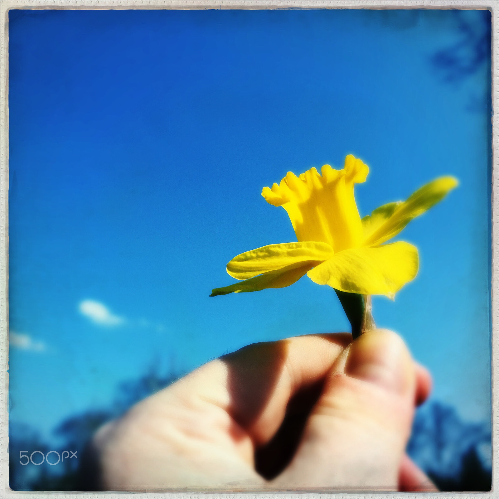 Hipstamatic 280 sample photo. Flowers! photography