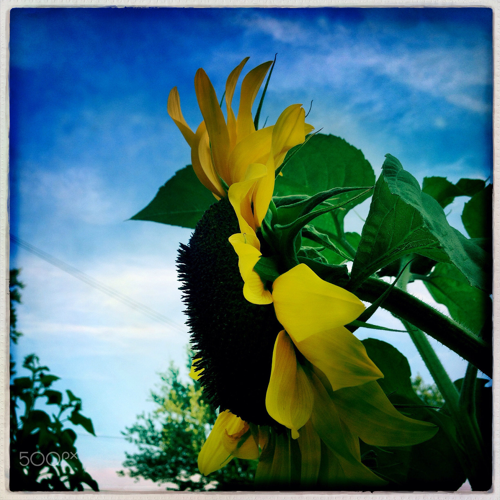 Hipstamatic 277 sample photo. Flowers! photography
