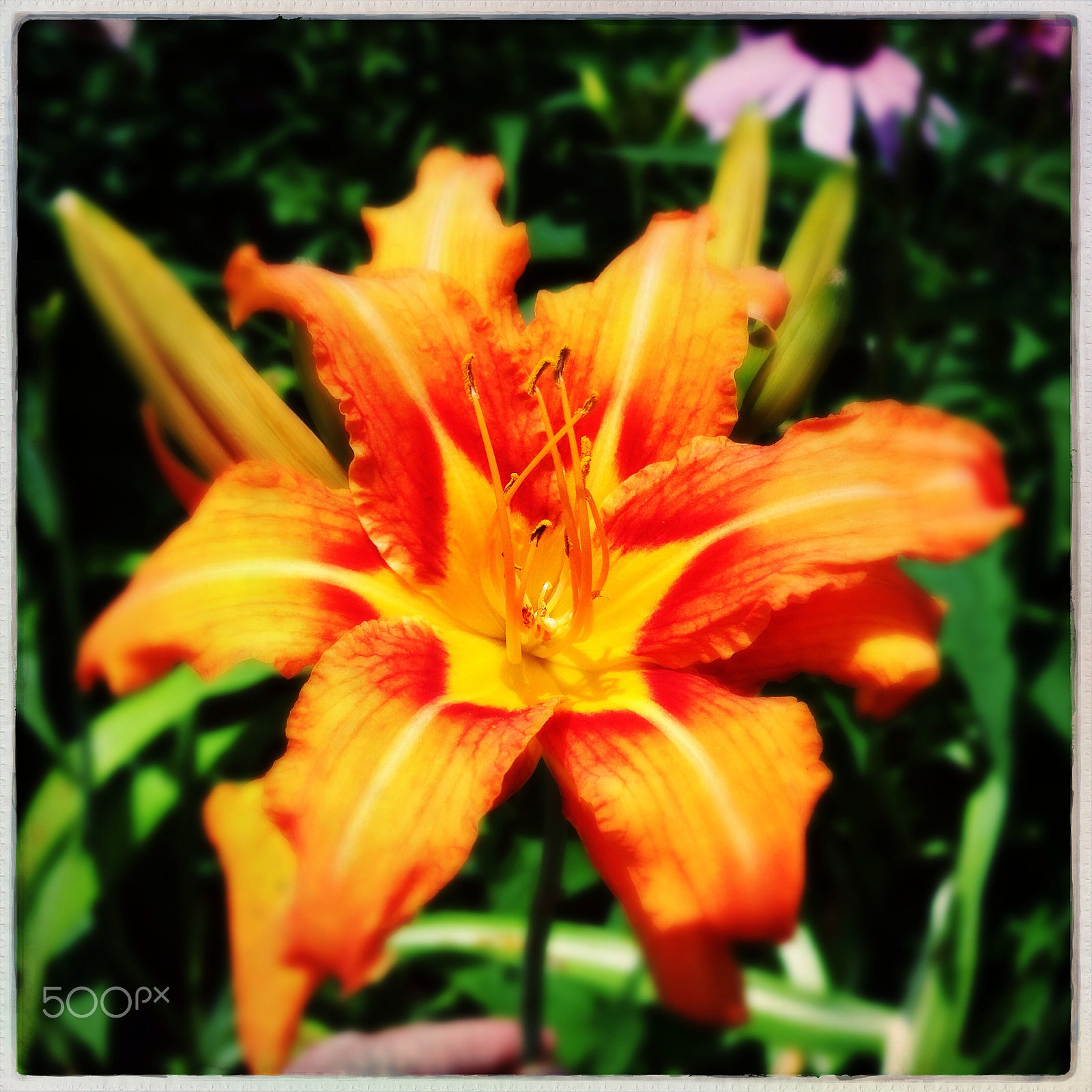 Hipstamatic 277 sample photo. Flowers! photography