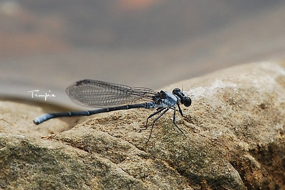 Nikon D40X sample photo. Dragonfly photography