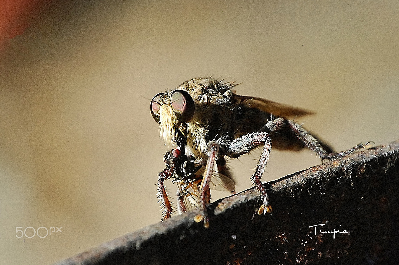 Nikon D40X sample photo. The fly photography