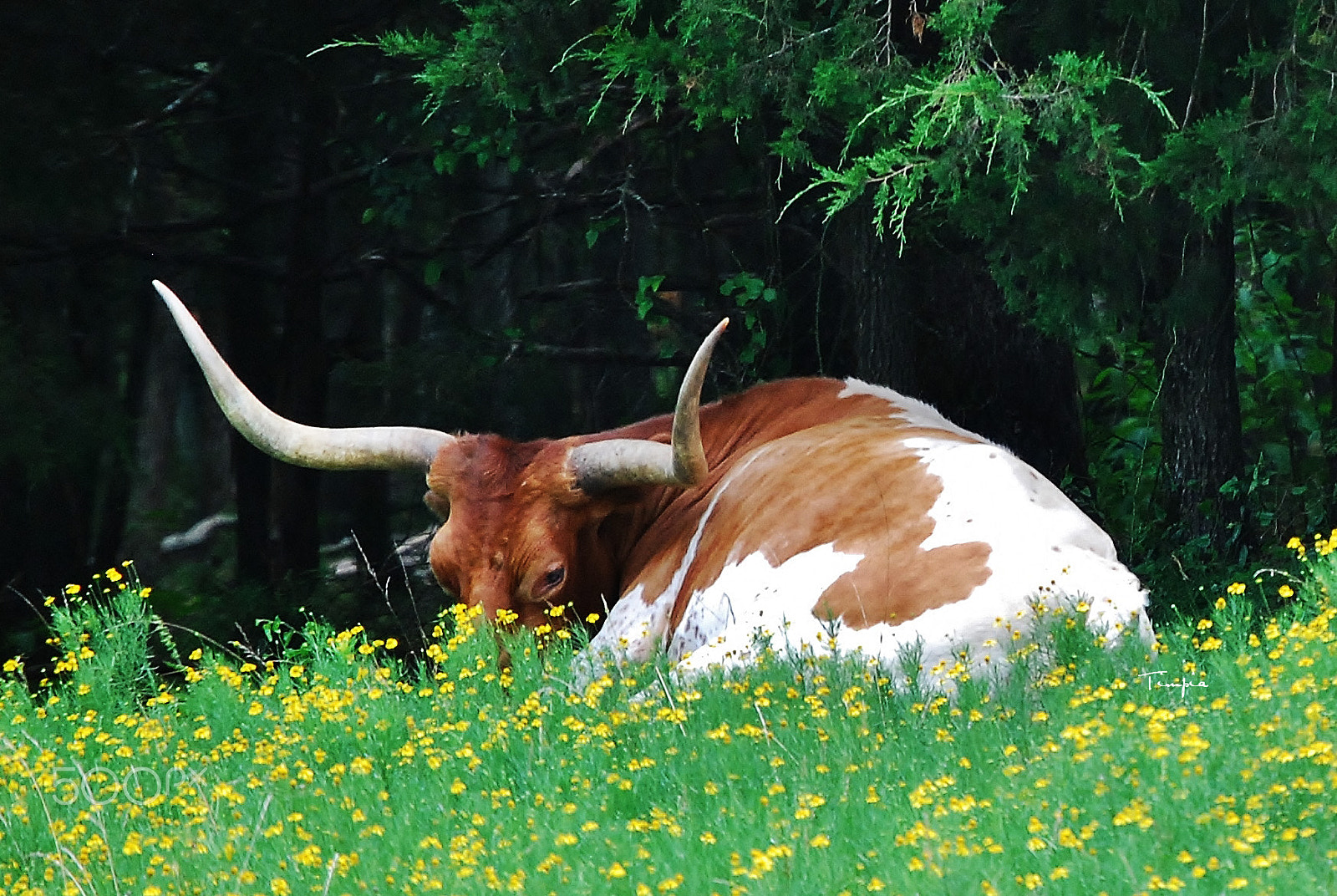 Nikon D40X sample photo. Long horn photography