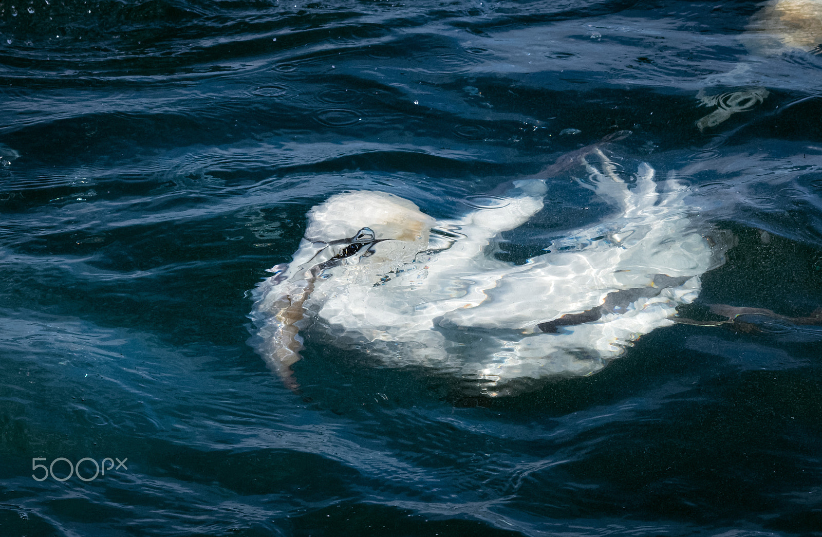 Sigma 120-400mm F4.5-5.6 DG OS HSM sample photo. Coming up with fish photography