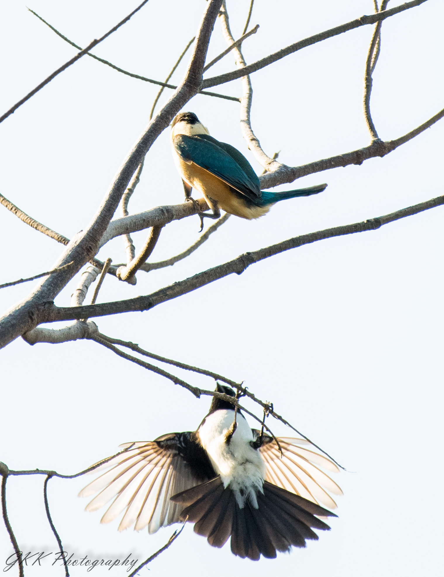 Nikon AF-S Nikkor 200-500mm F5.6E ED VR sample photo. Stand off photography