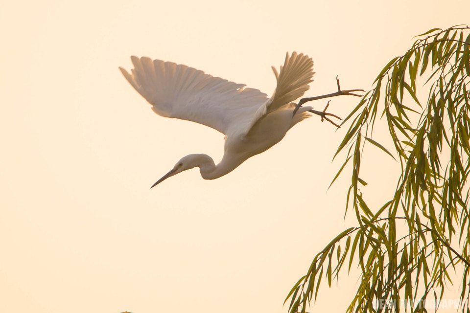 Canon EOS-1D Mark IV sample photo. Attack photography