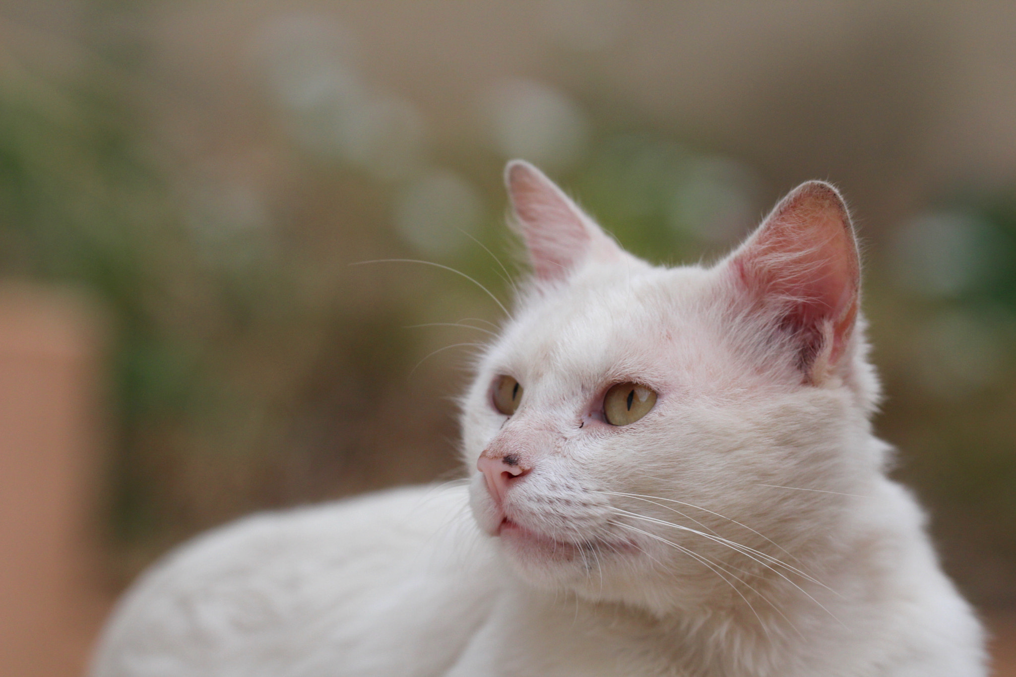 Sigma 150mm f/2.8 EX DG OS HSM APO Macro sample photo. Looking photography