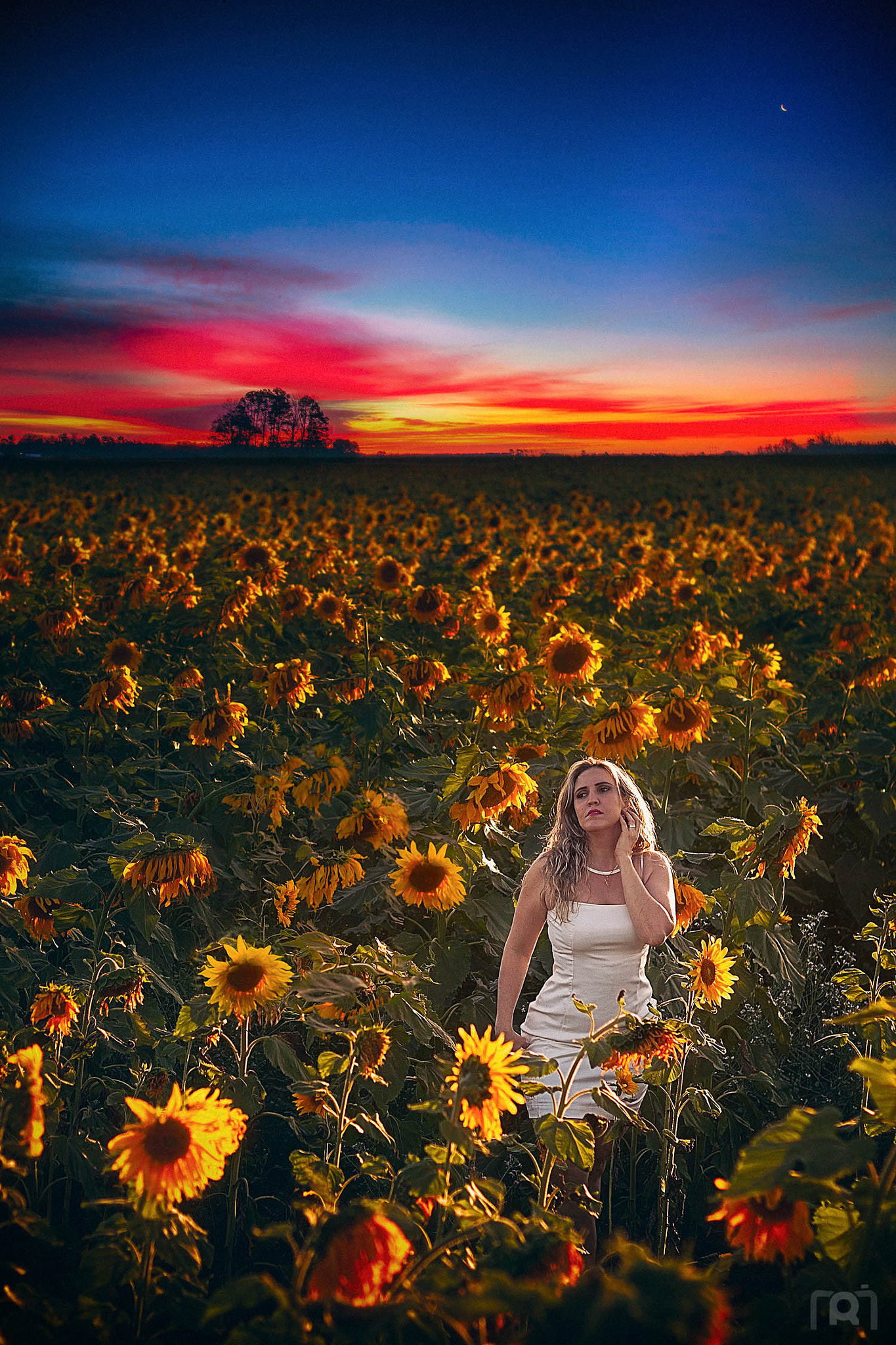 Canon EF 50mm F1.8 II sample photo. The beauty and the sunflowers photography