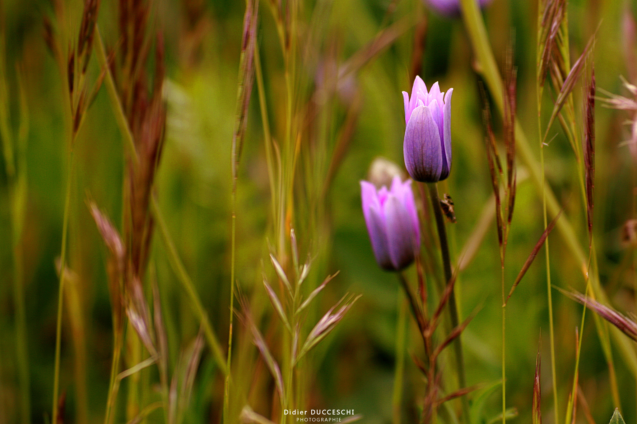 Sigma 55-200mm f/4-5.6 DC sample photo. Duet photography