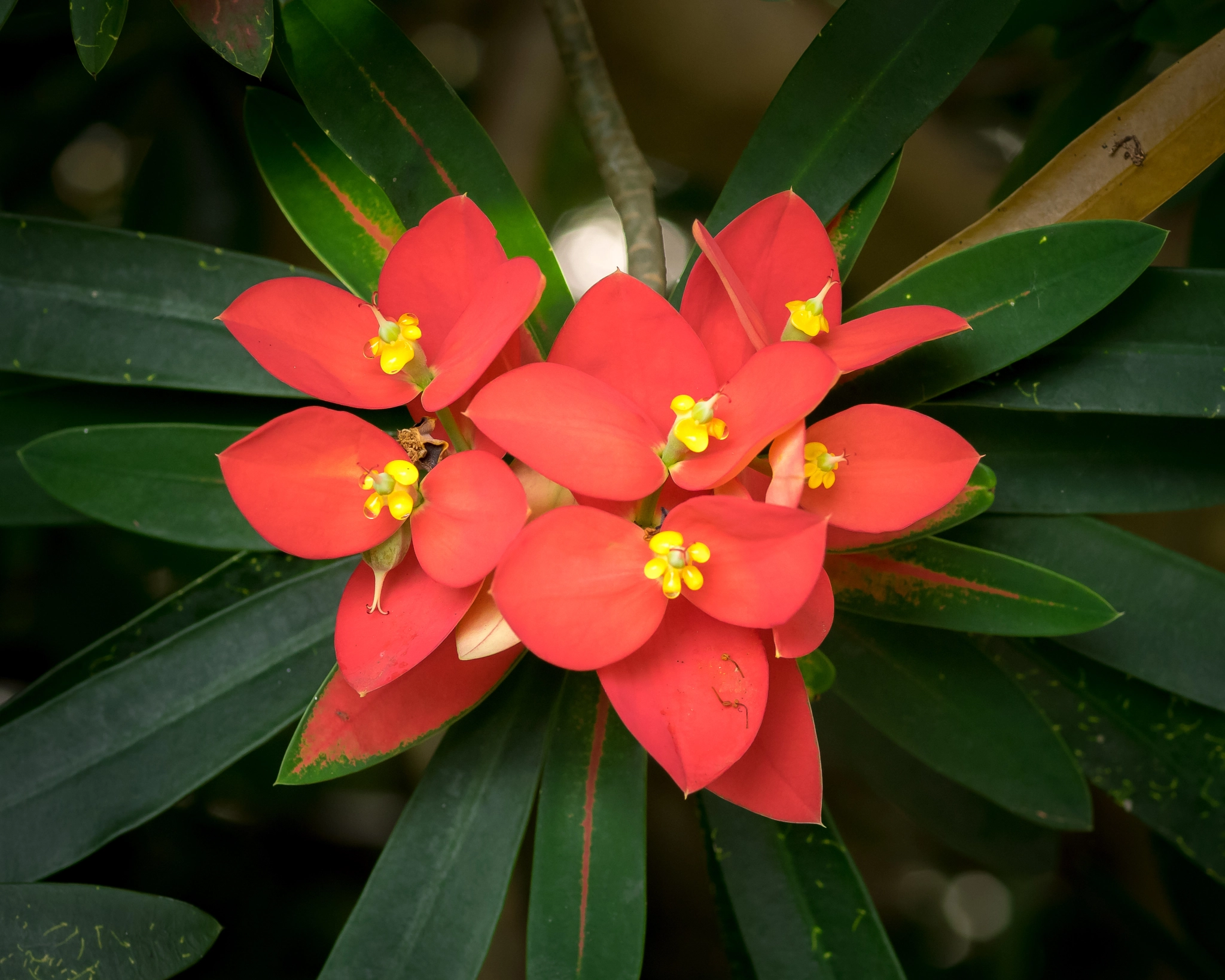 Olympus OM-D E-M1 + OLYMPUS 50mm Lens sample photo. Flame of jamaica (euphorbia punicea) photography