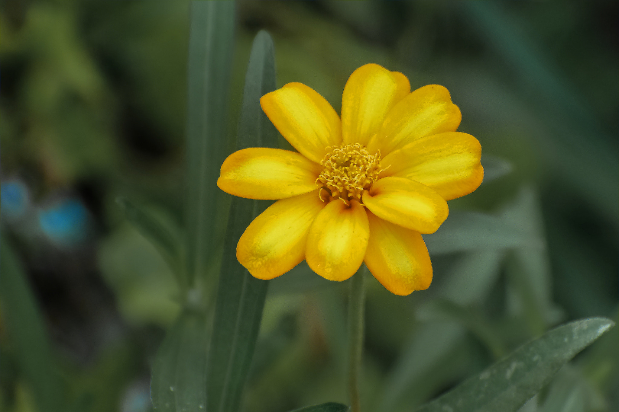 Canon EOS 100D (EOS Rebel SL1 / EOS Kiss X7) sample photo. Yellow birth photography