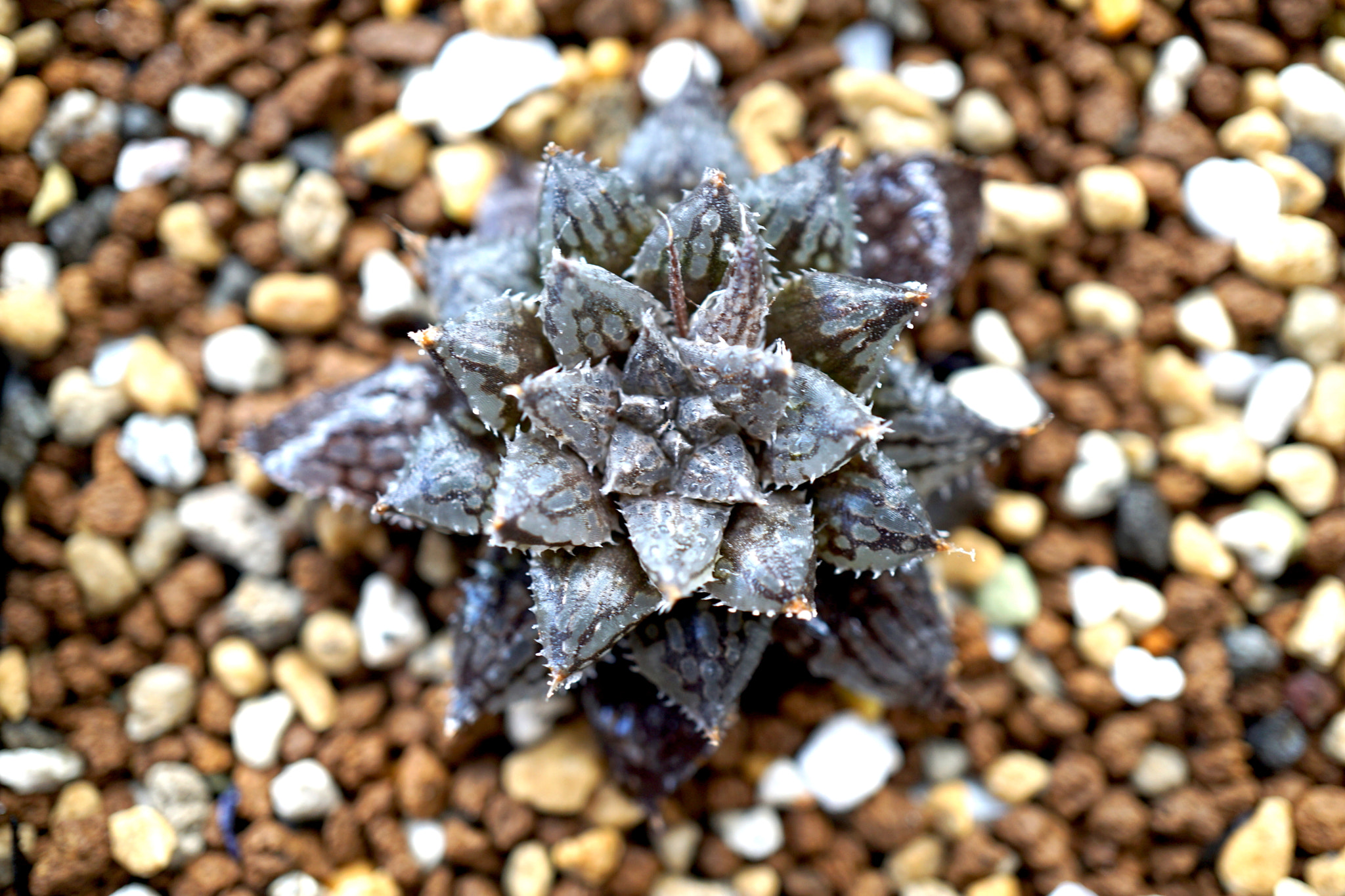 Sony E 30mm F3.5 sample photo. Haworthia livida cl3 ex-battista mutated photography