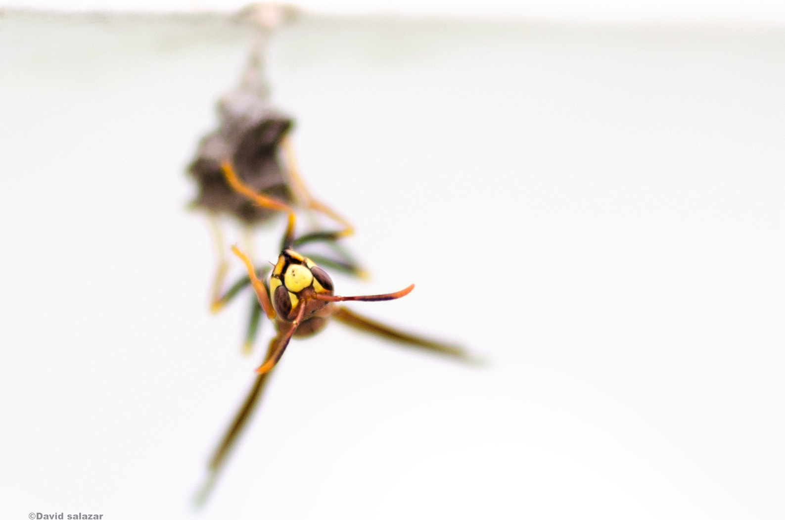 Nikon D5100 + Sigma 50mm F1.4 DG HSM Art sample photo. Wasp photography