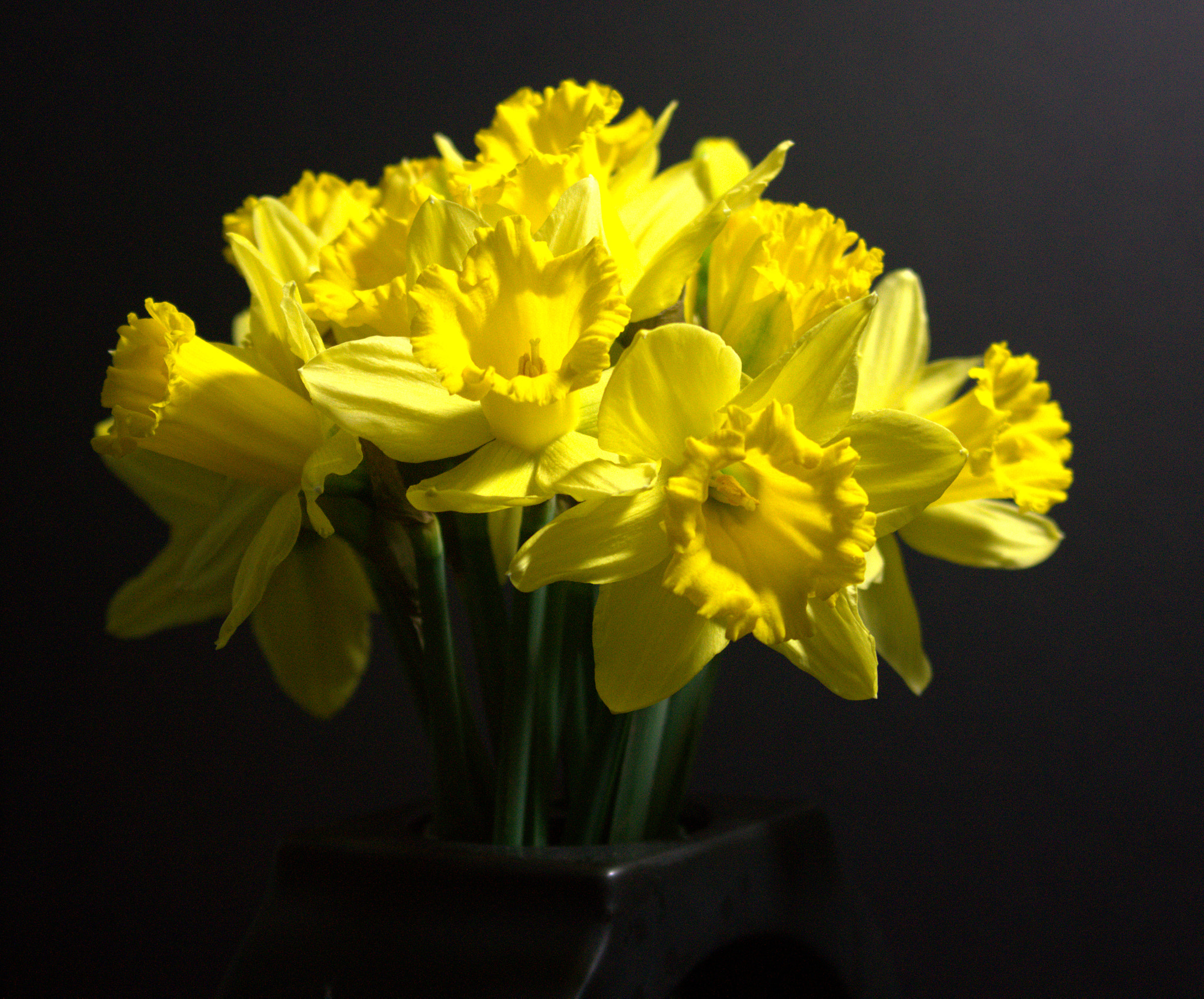 Sony SLT-A77 sample photo. Daffodills photography