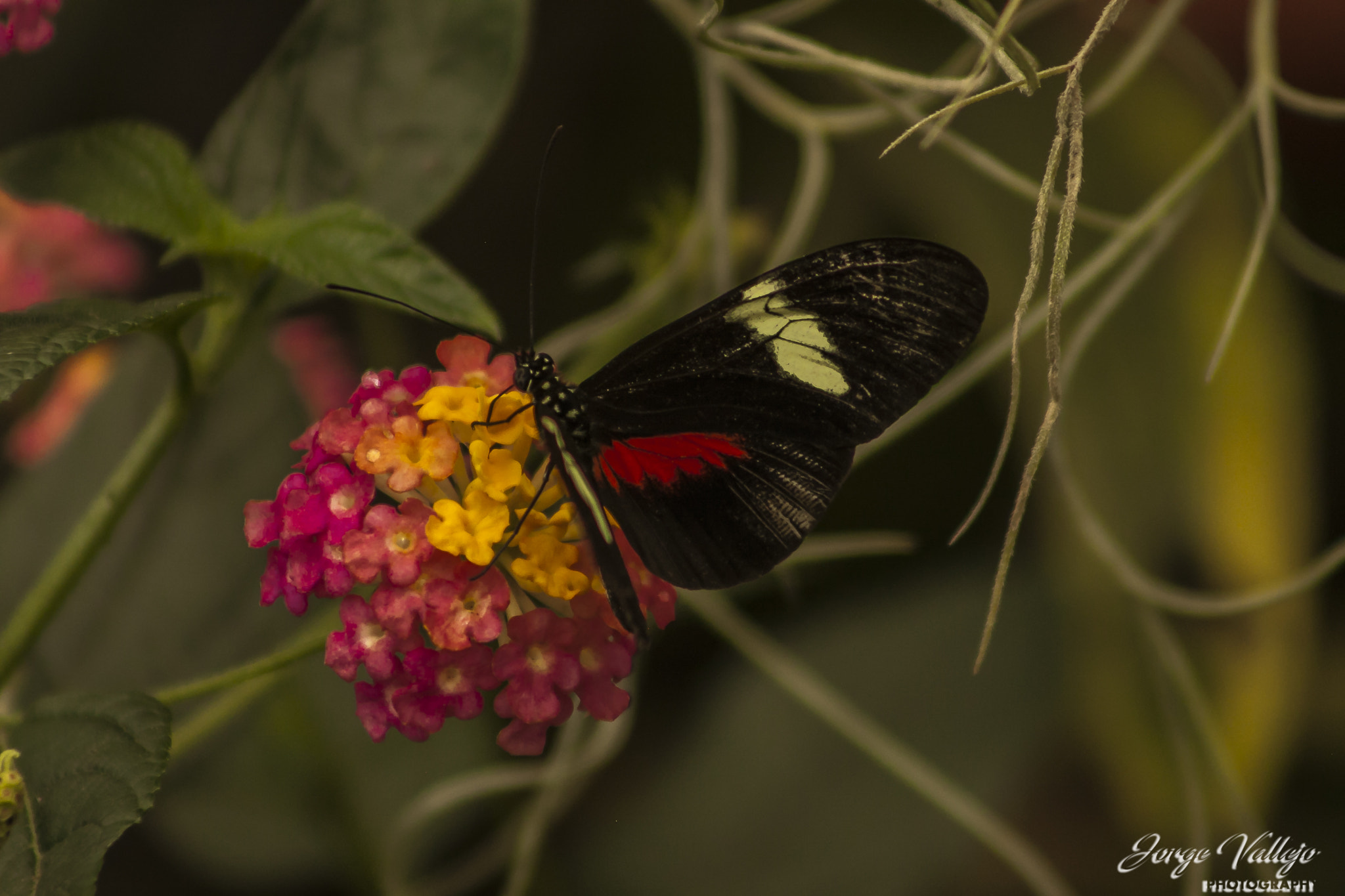 Canon EF 75-300mm f/4-5.6 USM sample photo. Mariposas photography