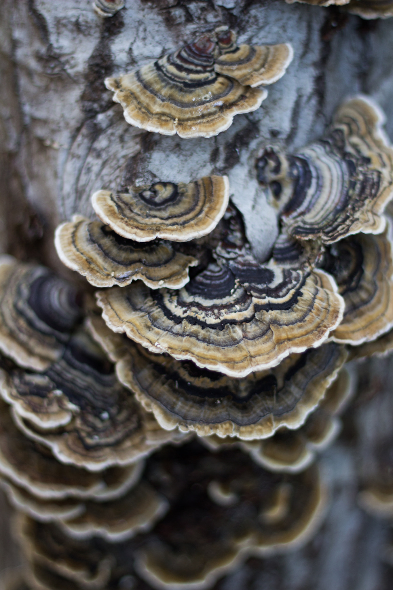 Canon EF 50mm F1.8 II sample photo. Tanbark photography