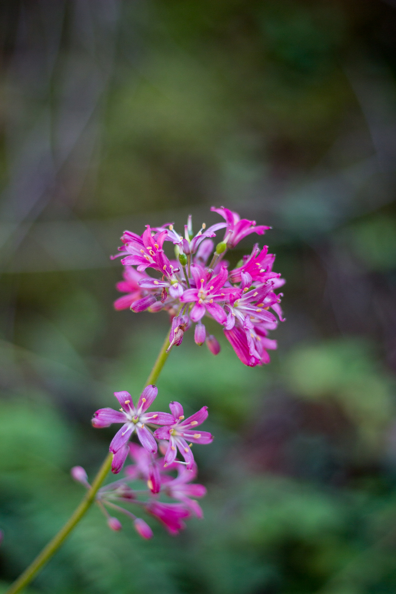 Canon EF 50mm F1.8 II sample photo. Tanbark photography