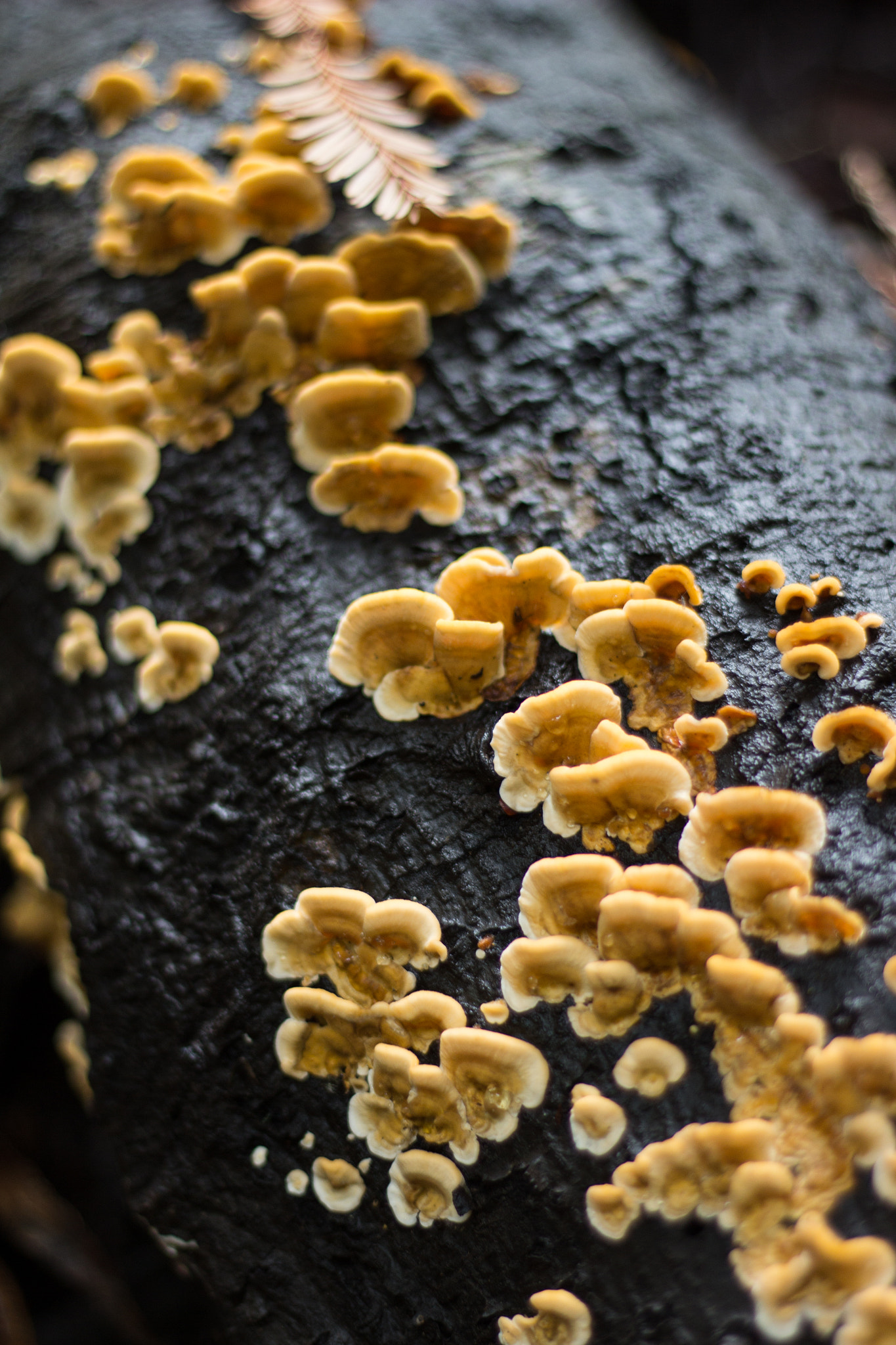 Canon EF 50mm F1.8 II sample photo. Fungi photography