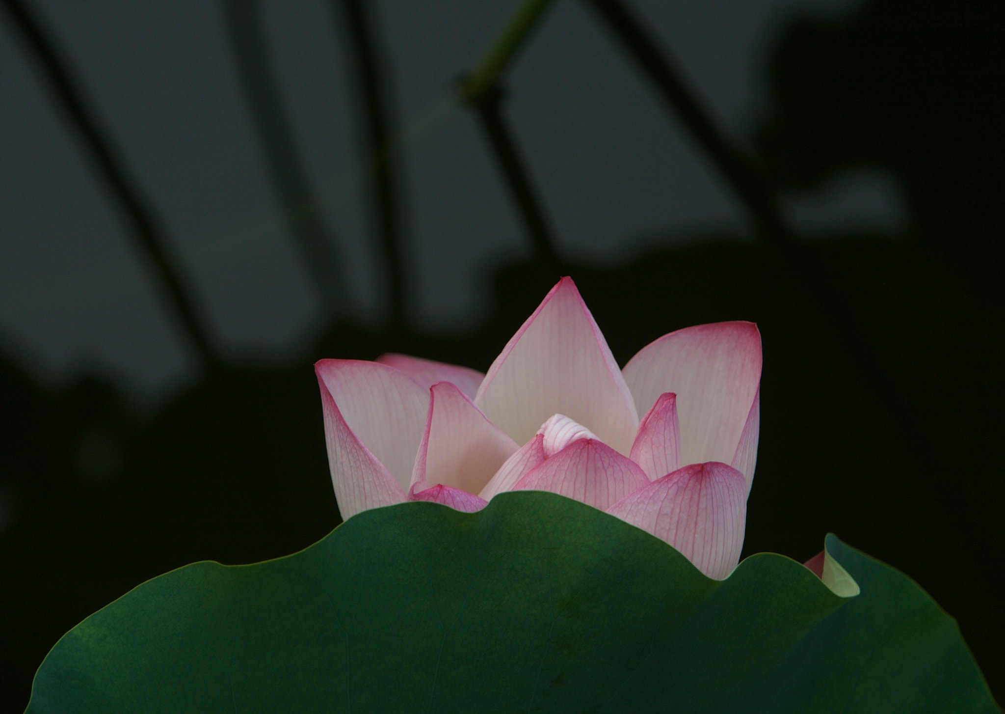 Canon EF 70-200mm F2.8L IS USM sample photo. Lotus photography