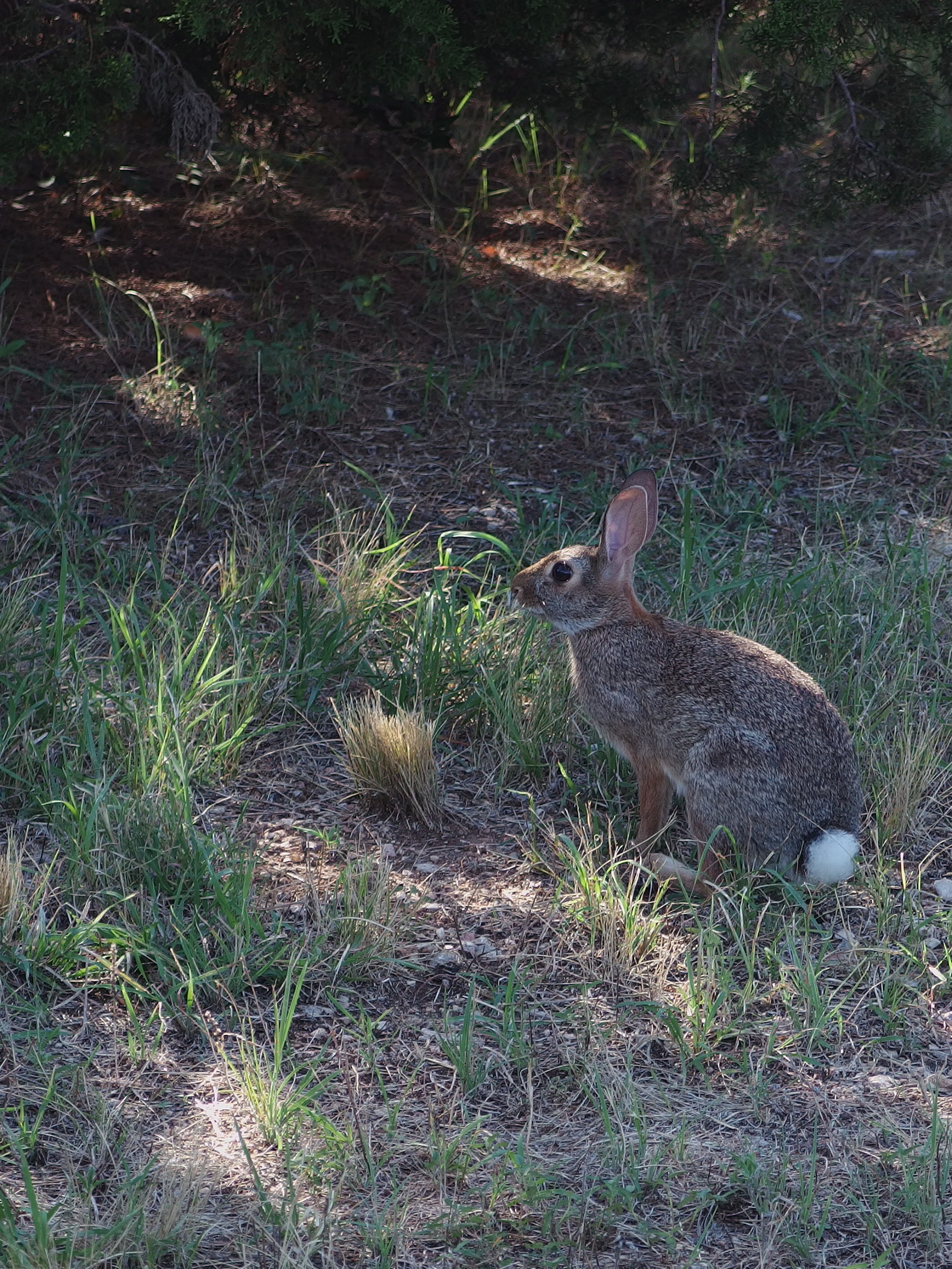 PENTAX RICOH IMAGING PENTAX MX-1 sample photo. Cottontail photography