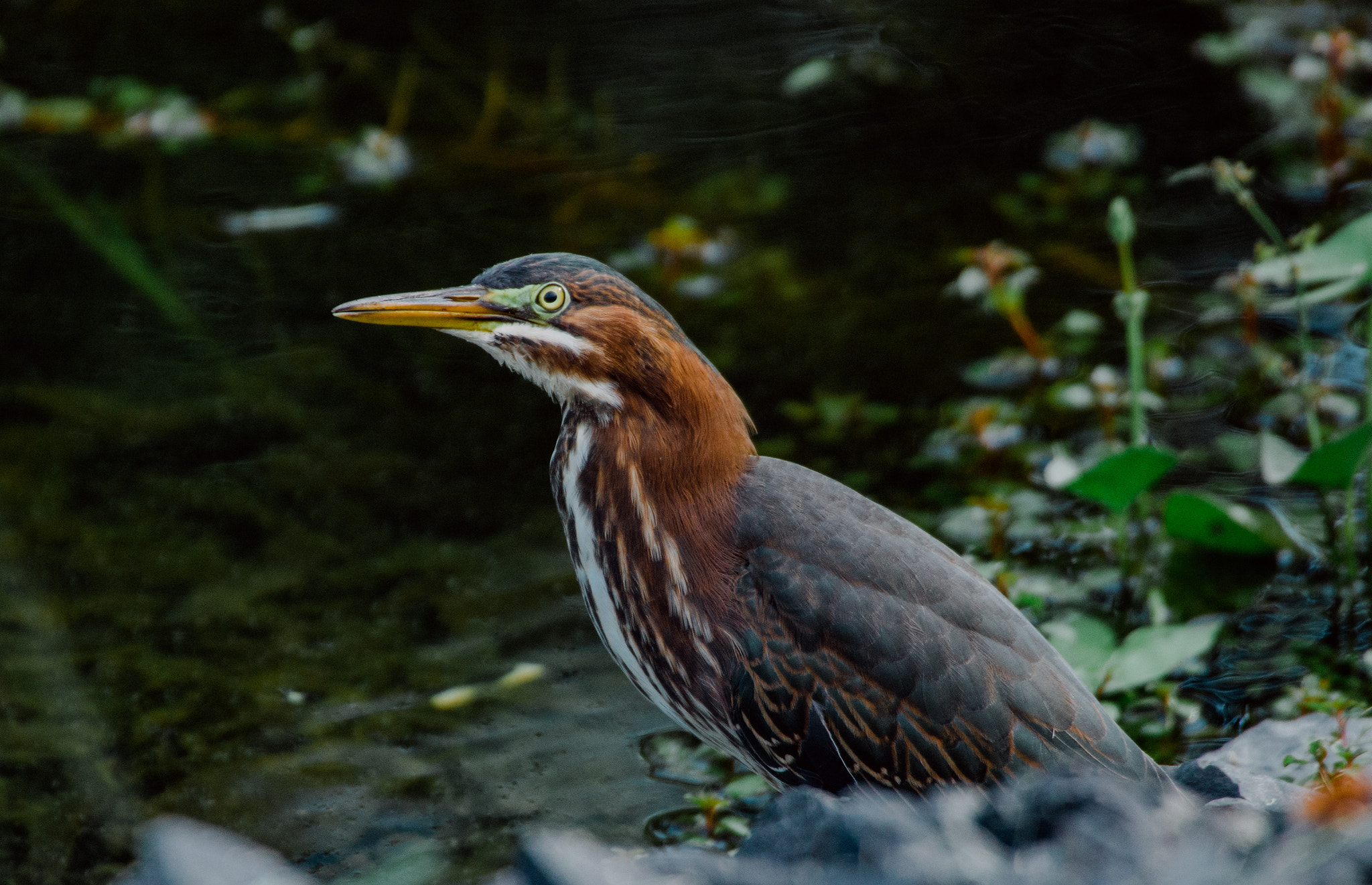 Sigma 50-500mm F4.5-6.3 DG OS HSM sample photo. Bird, middletown, new york photography