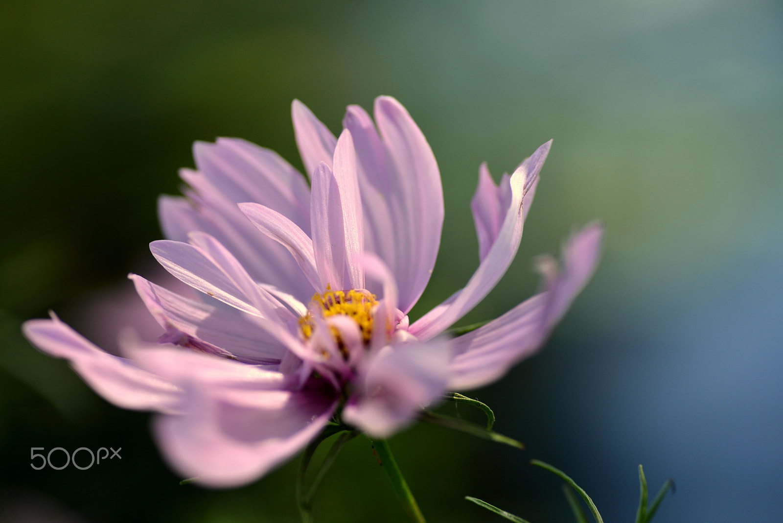 Nikon D600 sample photo. Shaking in a wind photography